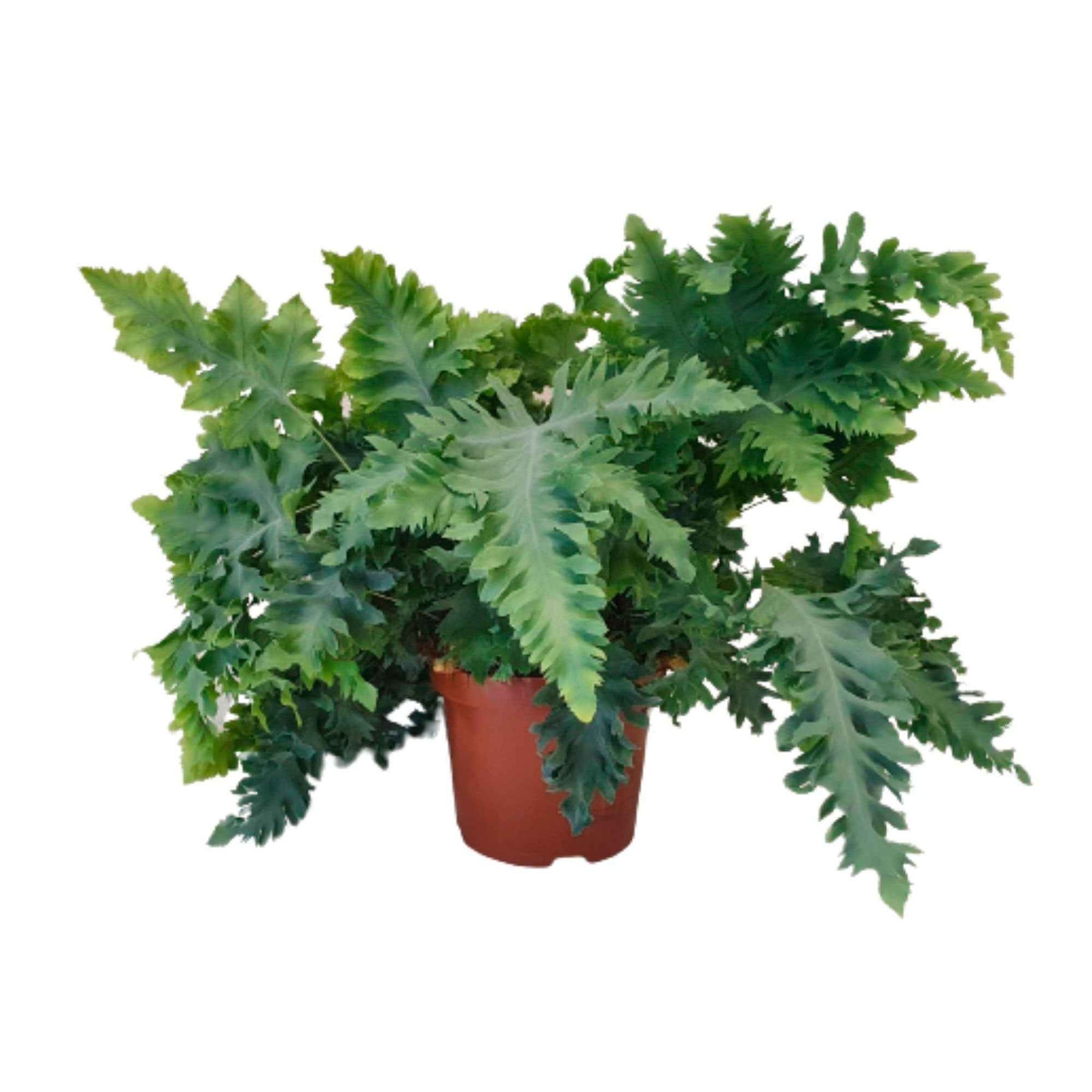 Phlebodium aureum 'Davana' - Fougère 'Davana' - Fougère d'intérieur