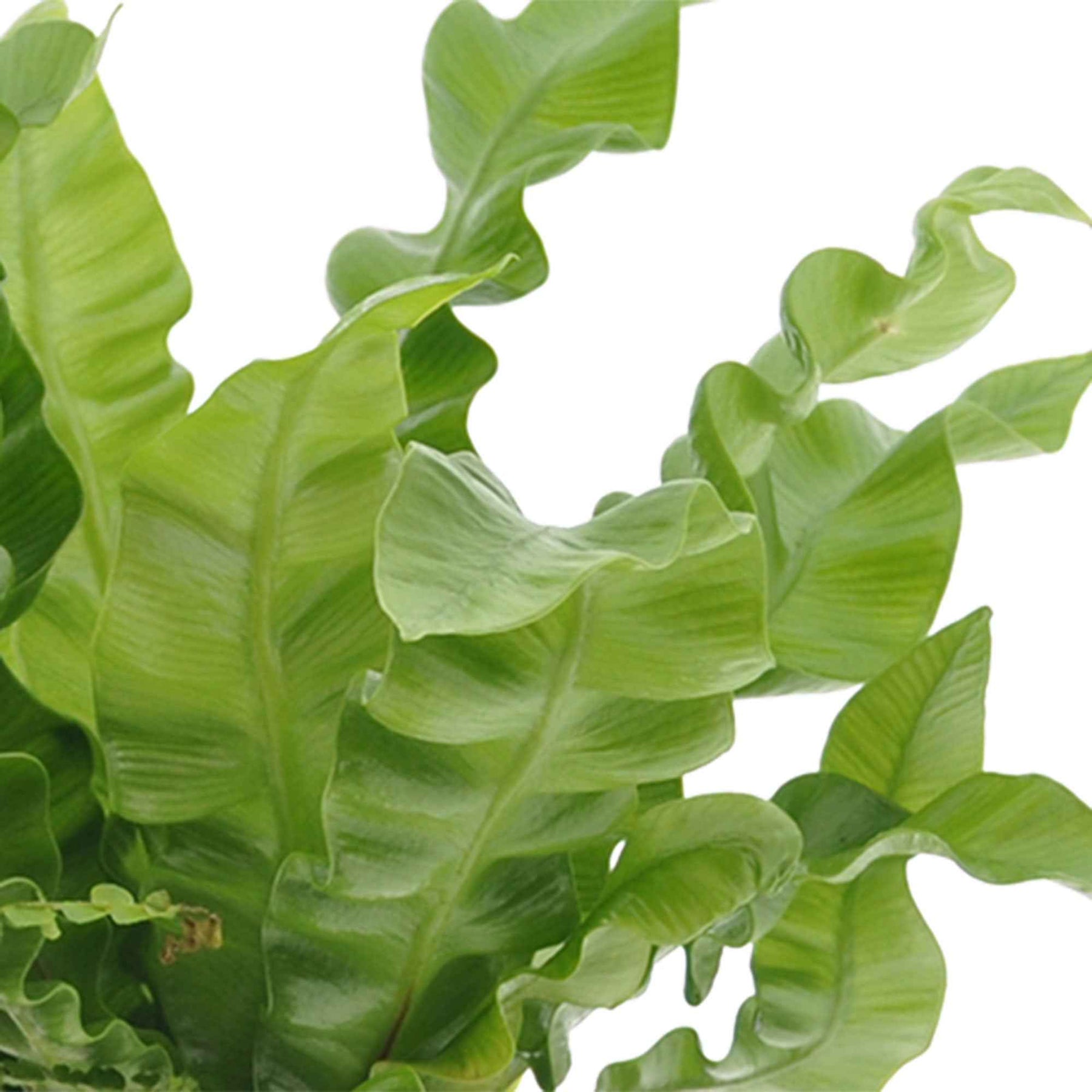 Nephrolepis Duffii, Monstera minima, Asplenium Crispy Wave - Collection de 3 plantes d'intérieur pour la salle de bain - Collections de plantes d'intérieur