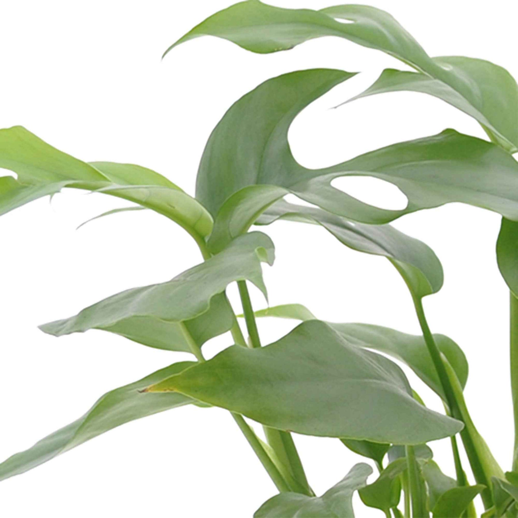 Collections de plantes d'intérieur - Collection de 3 plantes d'intérieur pour la salle de bain - Nephrolepis Duffii, Monstera minima, Asplenium Crispy Wave