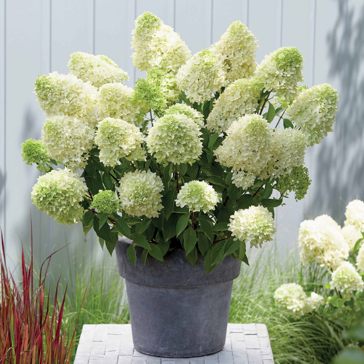 Hortensia paniculé Skyfall - Hydrangea paniculata skyfall - Willemse