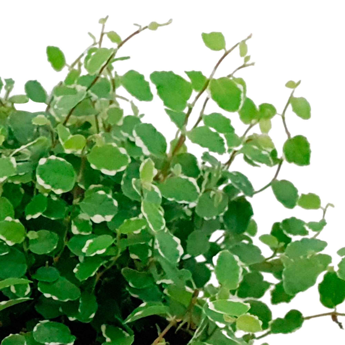 Ficus pumila White Sunny - Ficus pumila white sunny - Willemse