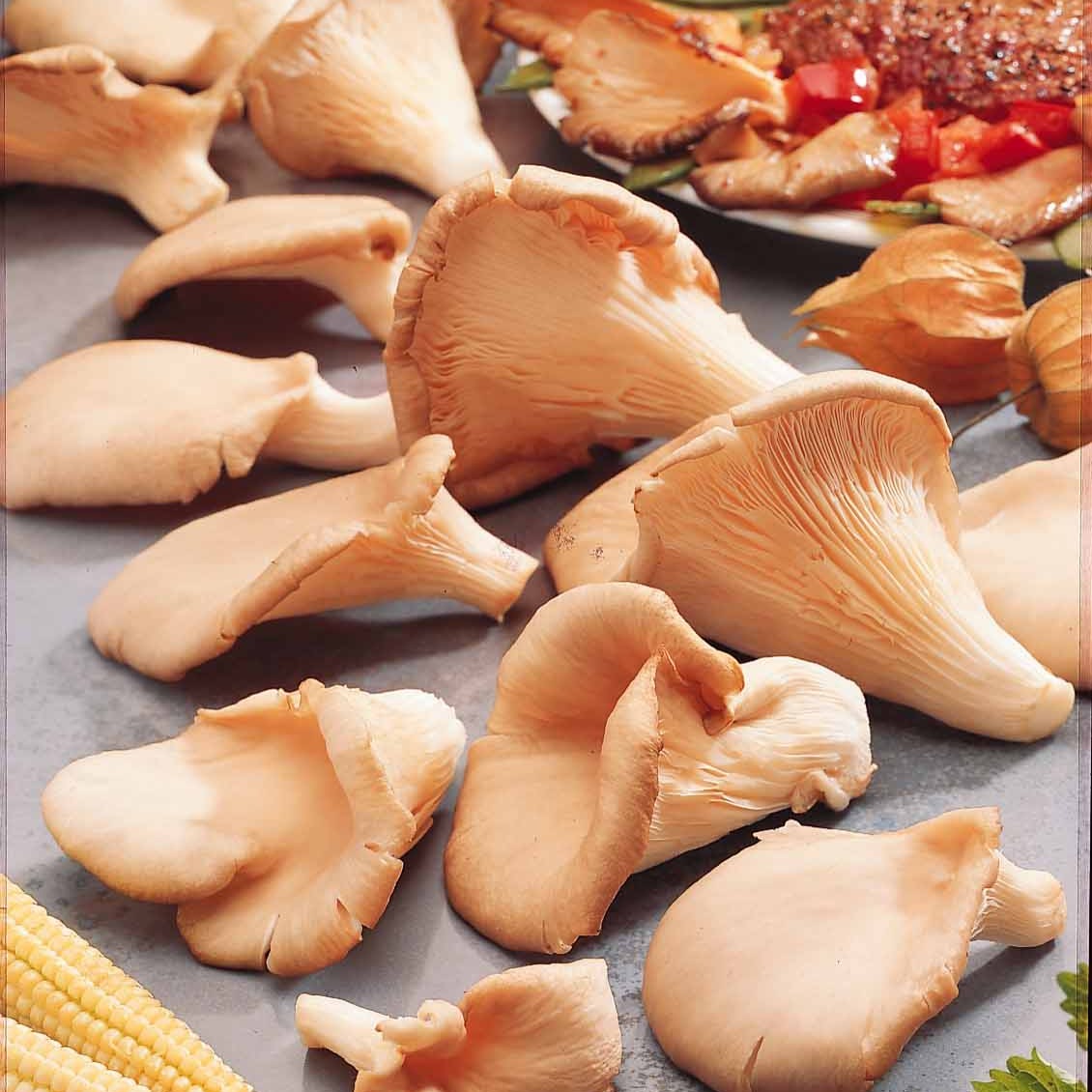 Kit champignon Pleurote - Pleurotus ostreatus - Kits champignons