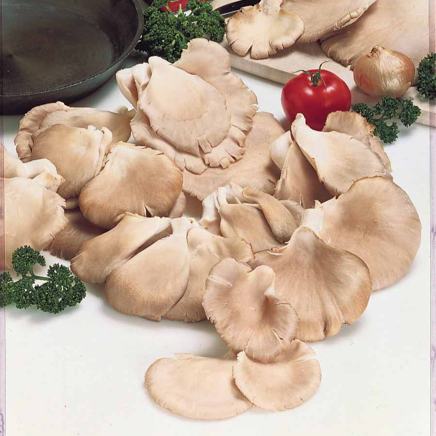 Kit champignon Pleurote - Pleurotus ostreatus - Willemse