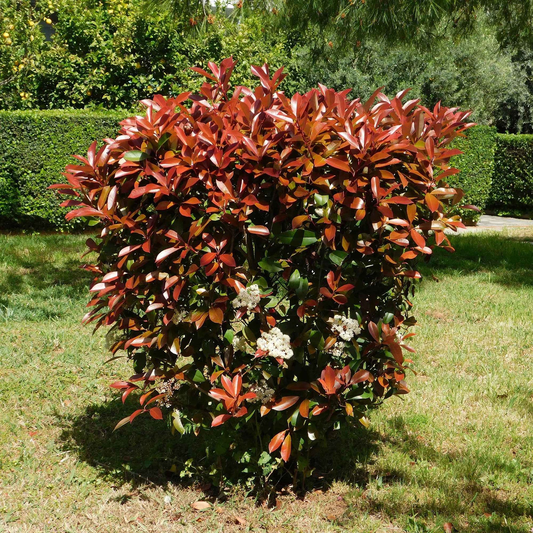 Vente Haie de 3 Photinias Red Robin