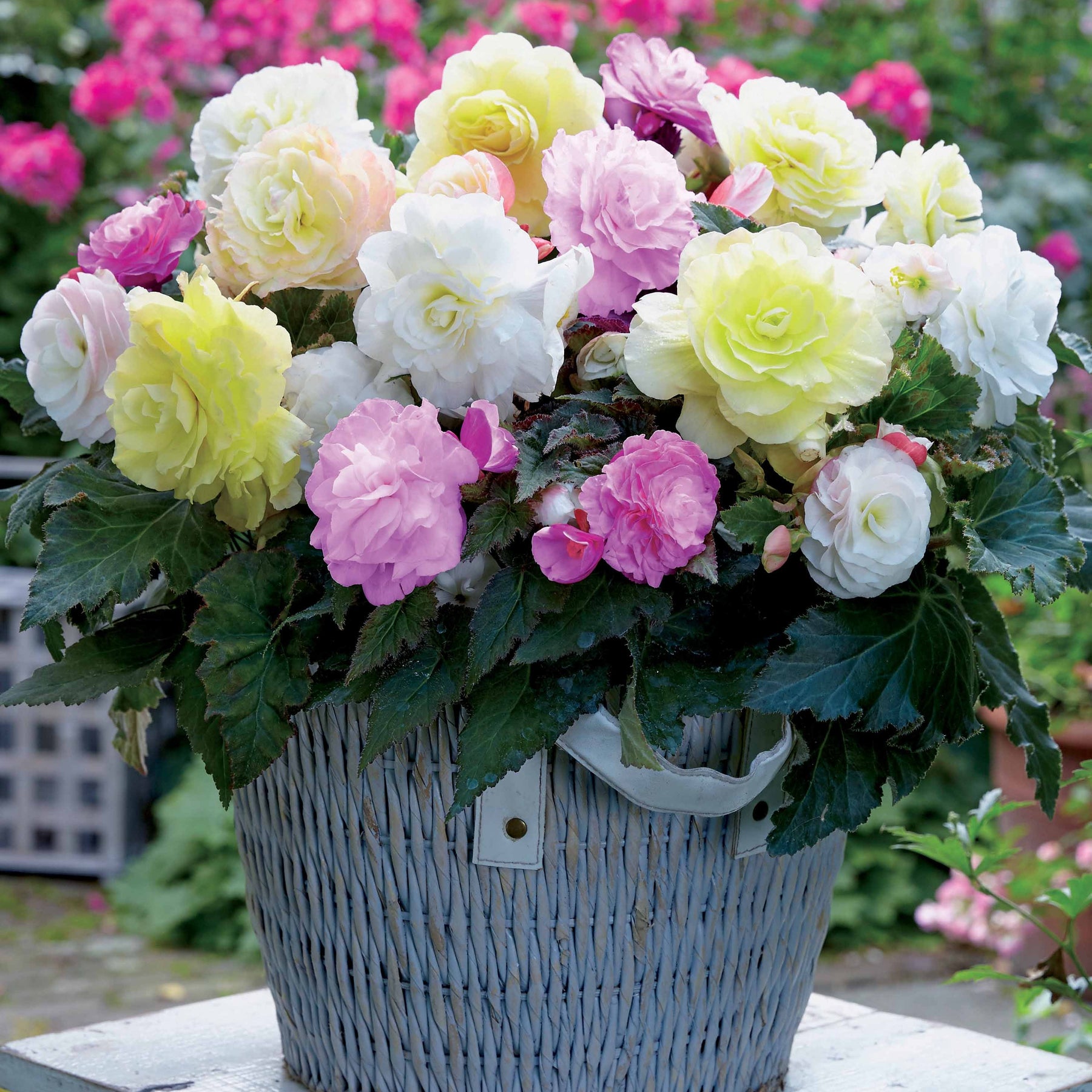 4 bégonias pastel crème et rose - Willemse