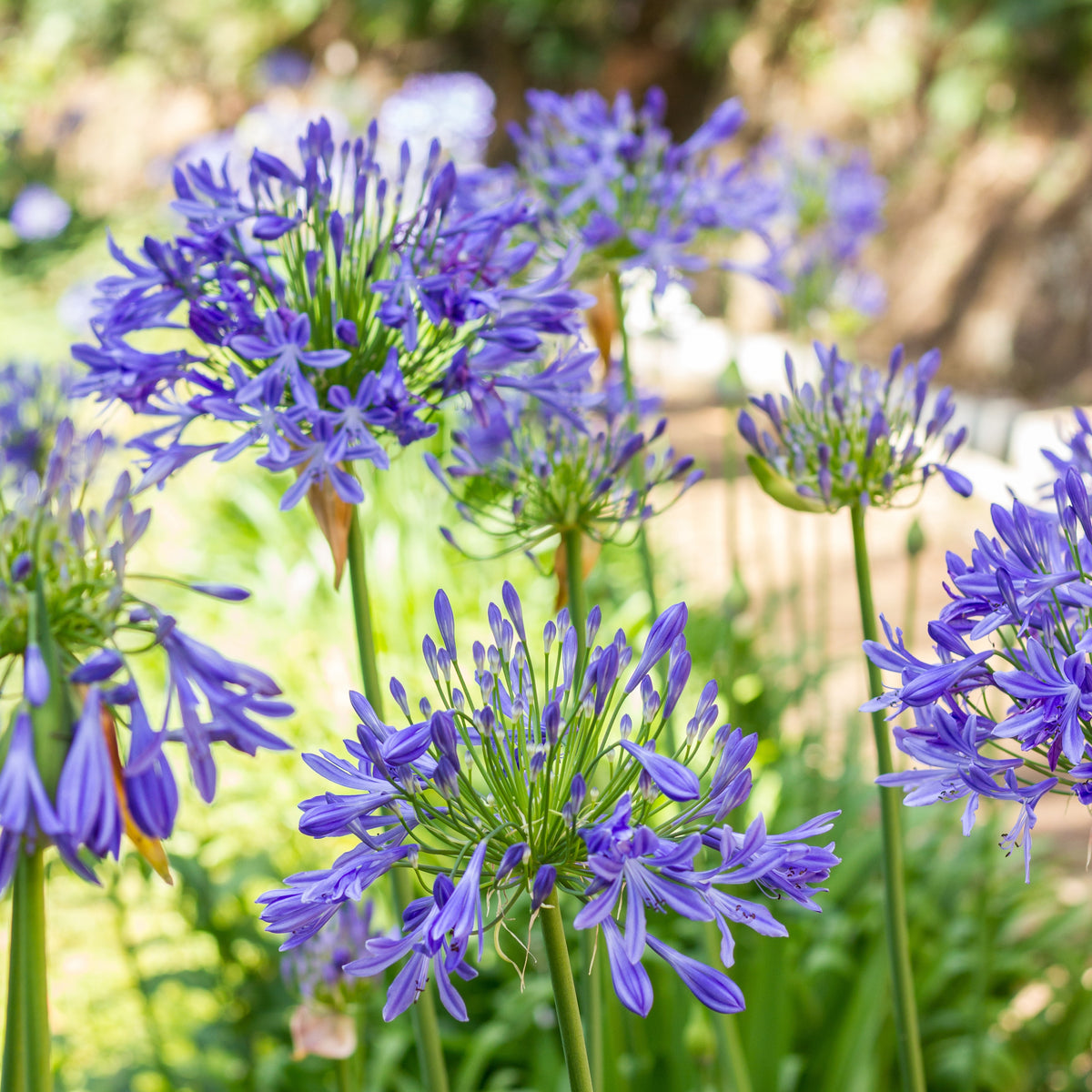 3 Agapanthes bleues - Agapanthus umbellatus - Willemse