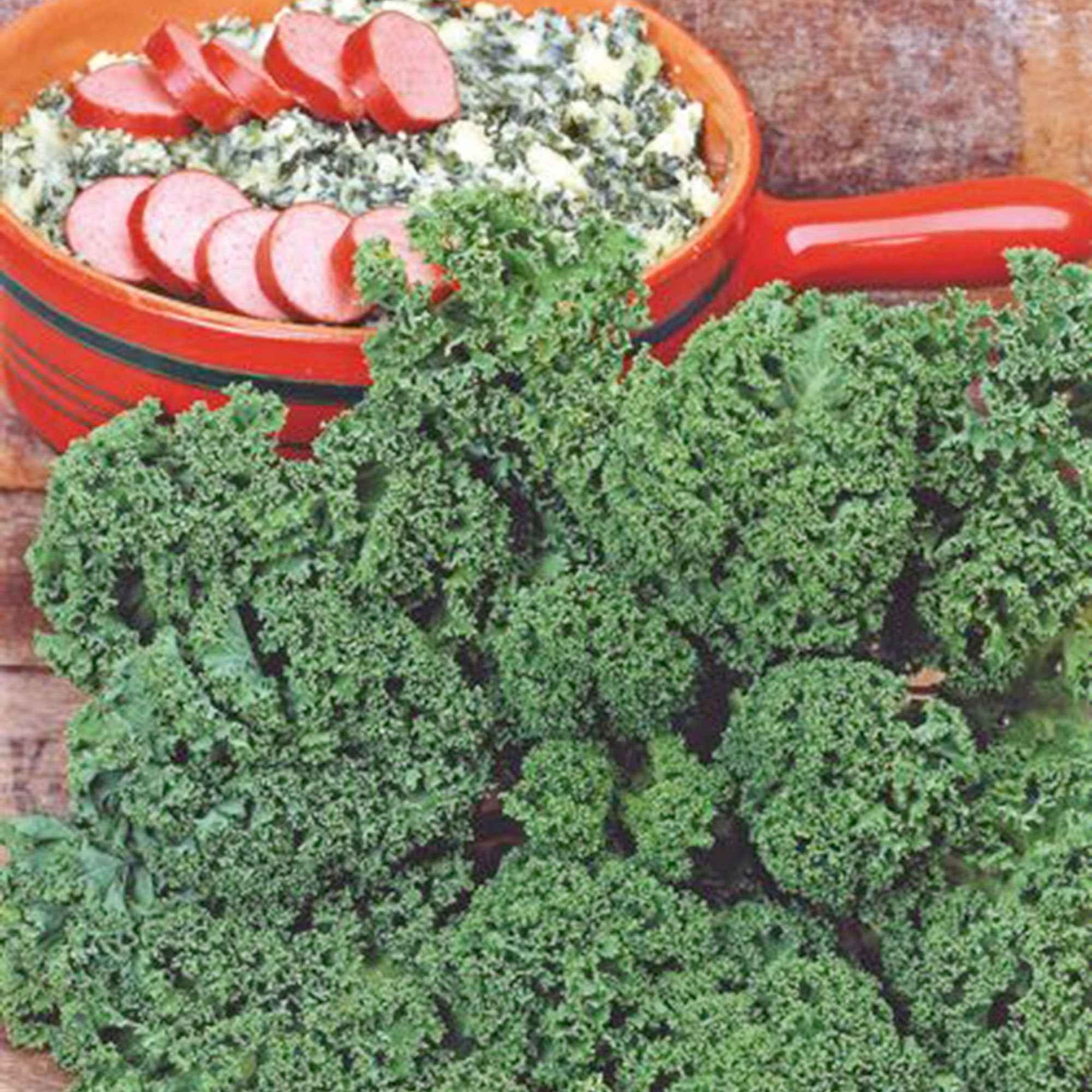 Chou frisé d'automne tardif Westlandse Herfst Kale - Brassica oleracea sabauda westlandse herfst kale - Willemse