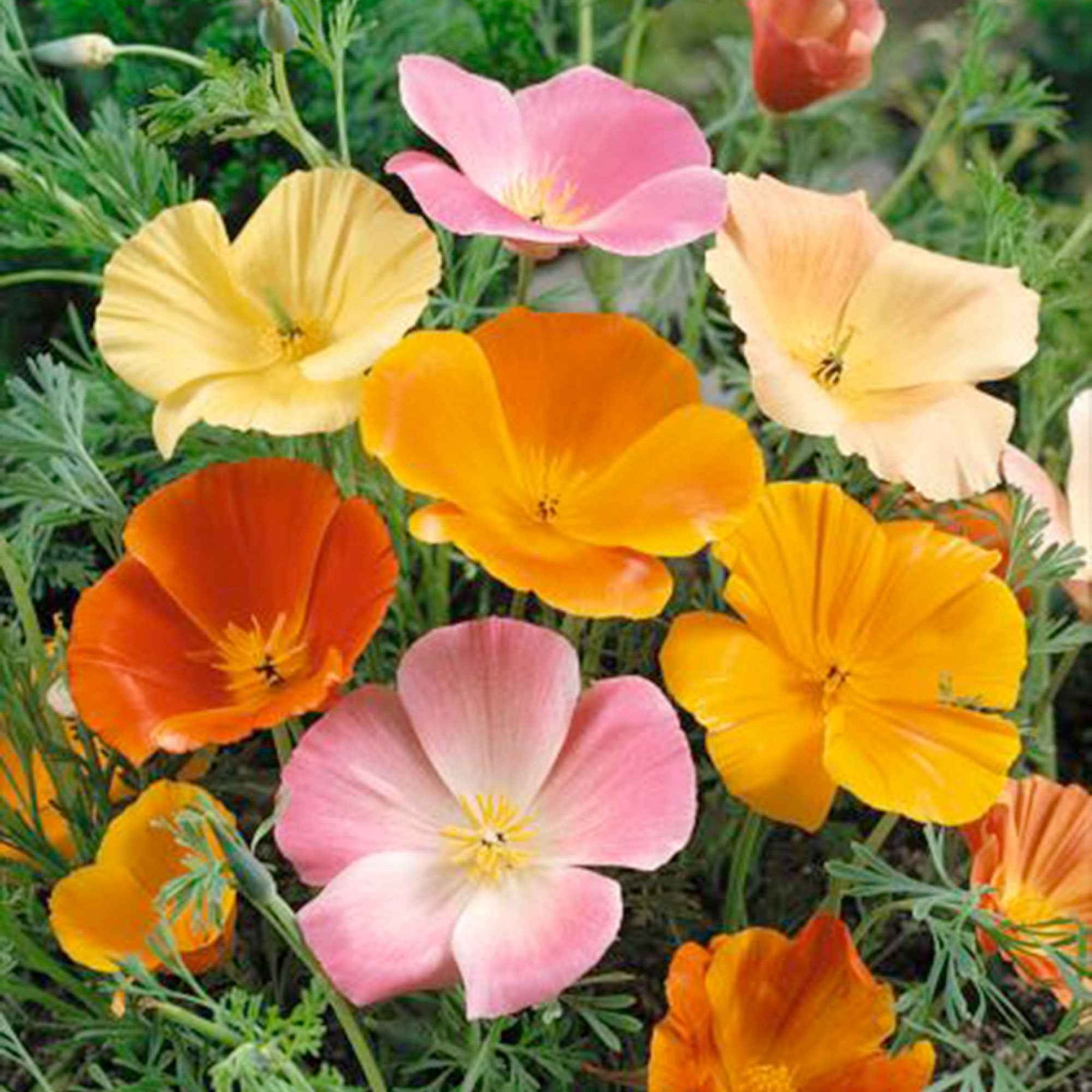 Eschscholzia californica - Pavot de Californie à fleurs simples en mélange - Graines de fleurs