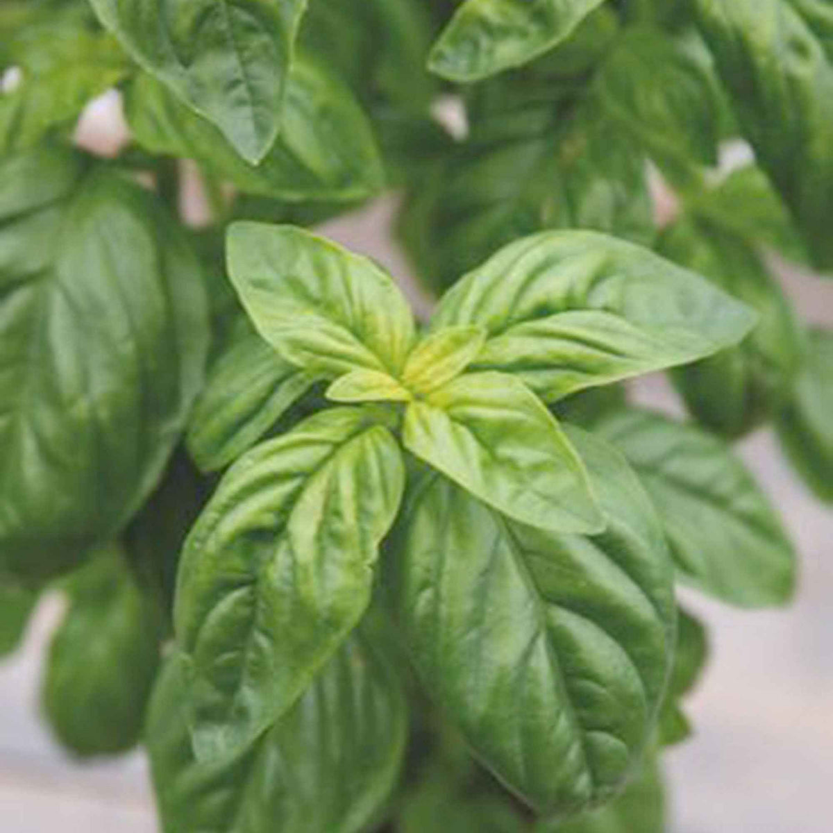 Basilic amélioration de Genovese Bio - Ocimum basilicum genovese - Willemse