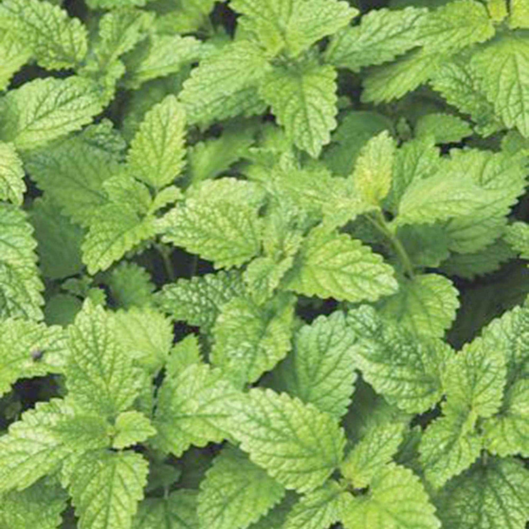 Melissa officinalis citrina - Mélisse citronnelle Citrina Bio - Graines d'aromatiques Bio