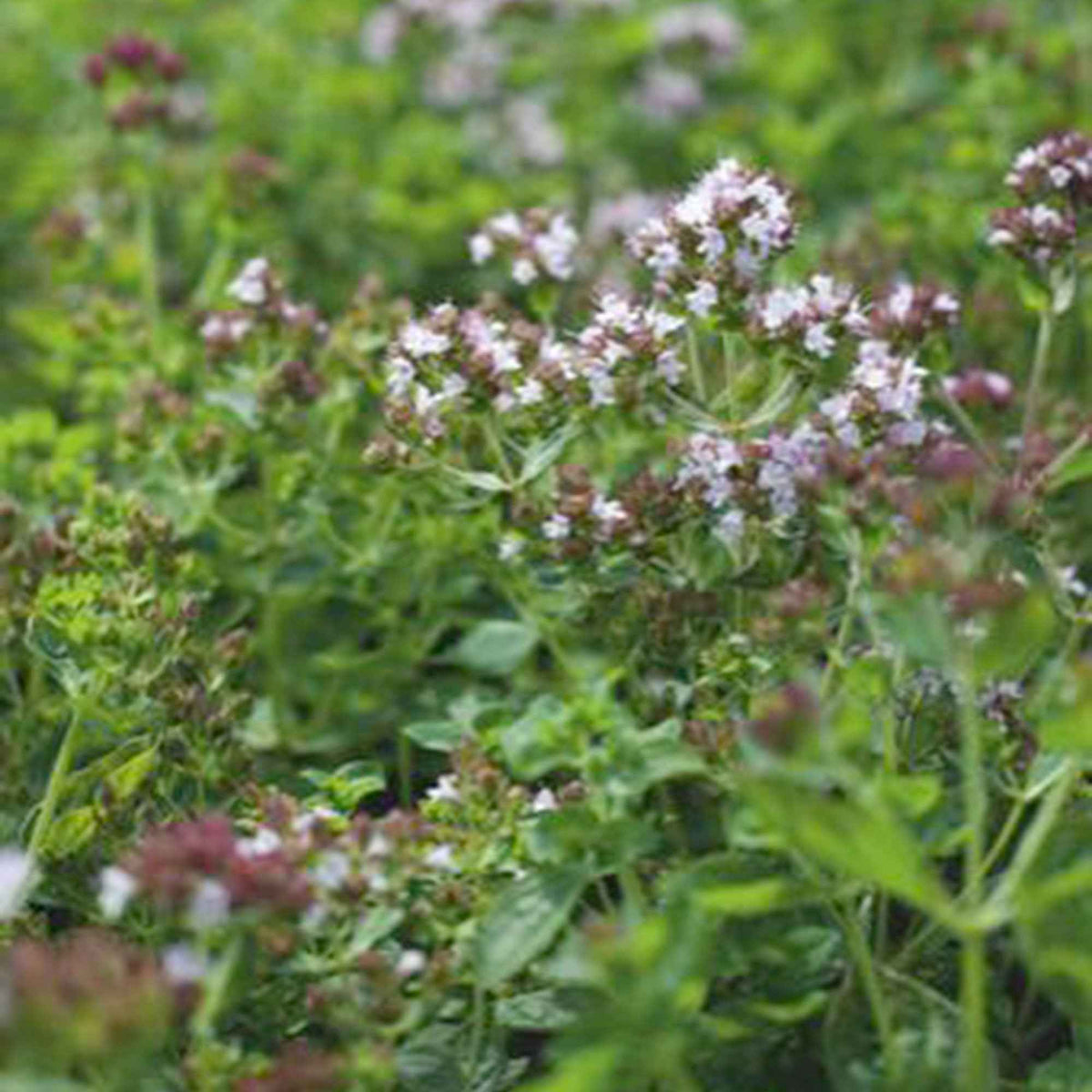 Origan - Marjolaine vivace Bio - Origanum vulgaris - Willemse