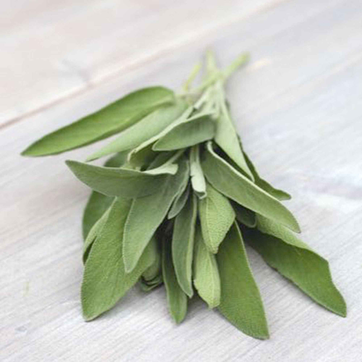 Sauge officinale Fanni Bio - Salvia officinalis Fanni - Willemse