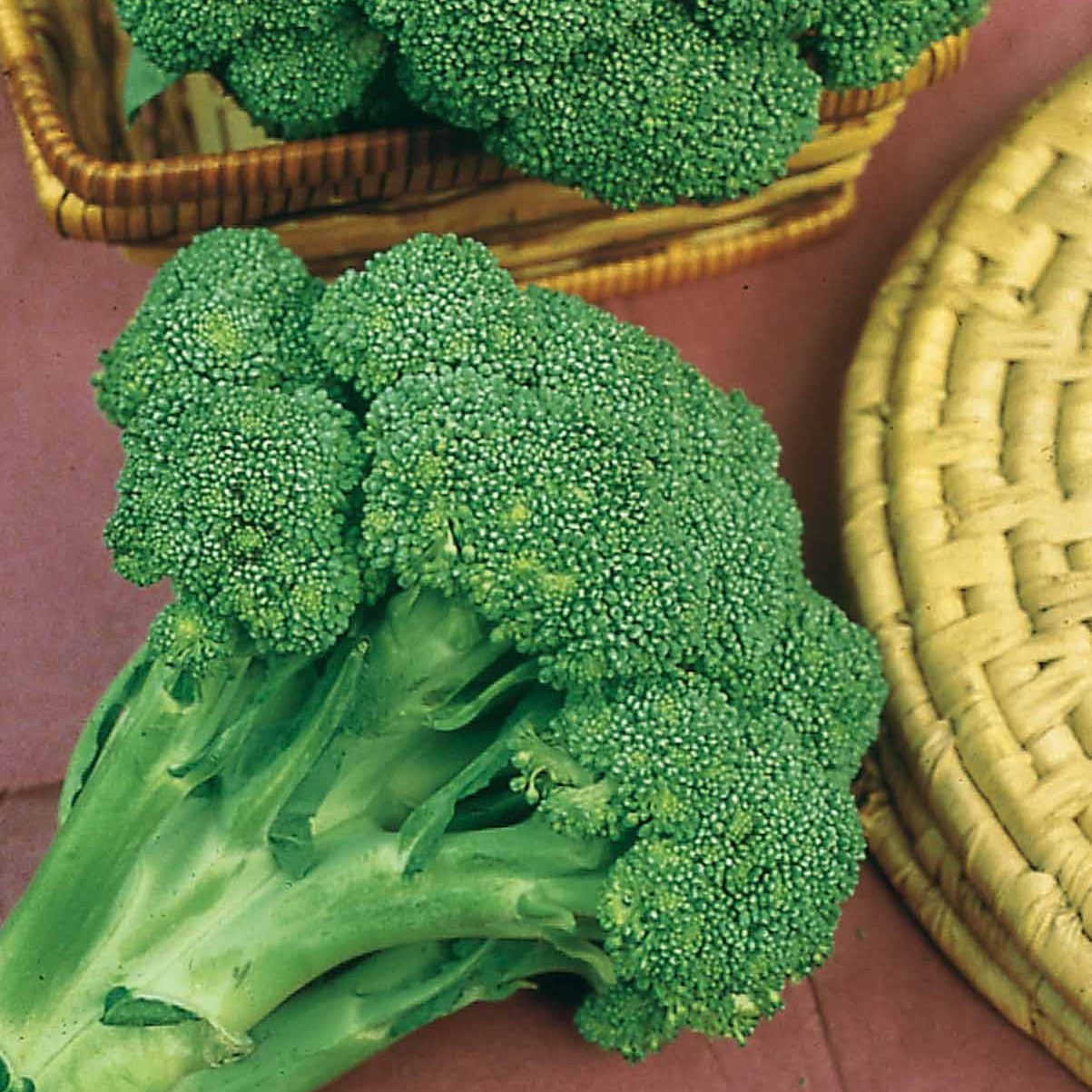 Choux - Chou brocoli Calabrese Natalino - Brassica oleracea calabrese natalino