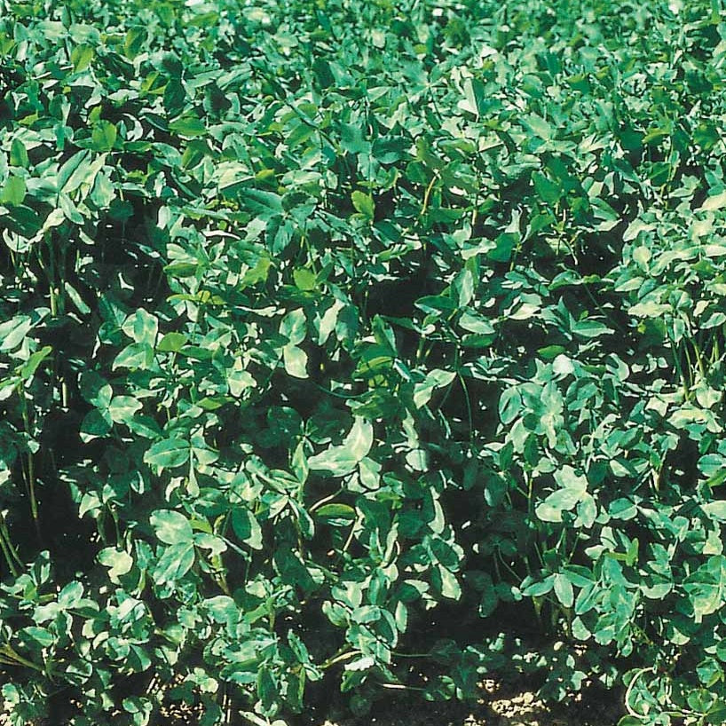 Vente Luzerne - Medicago sativa