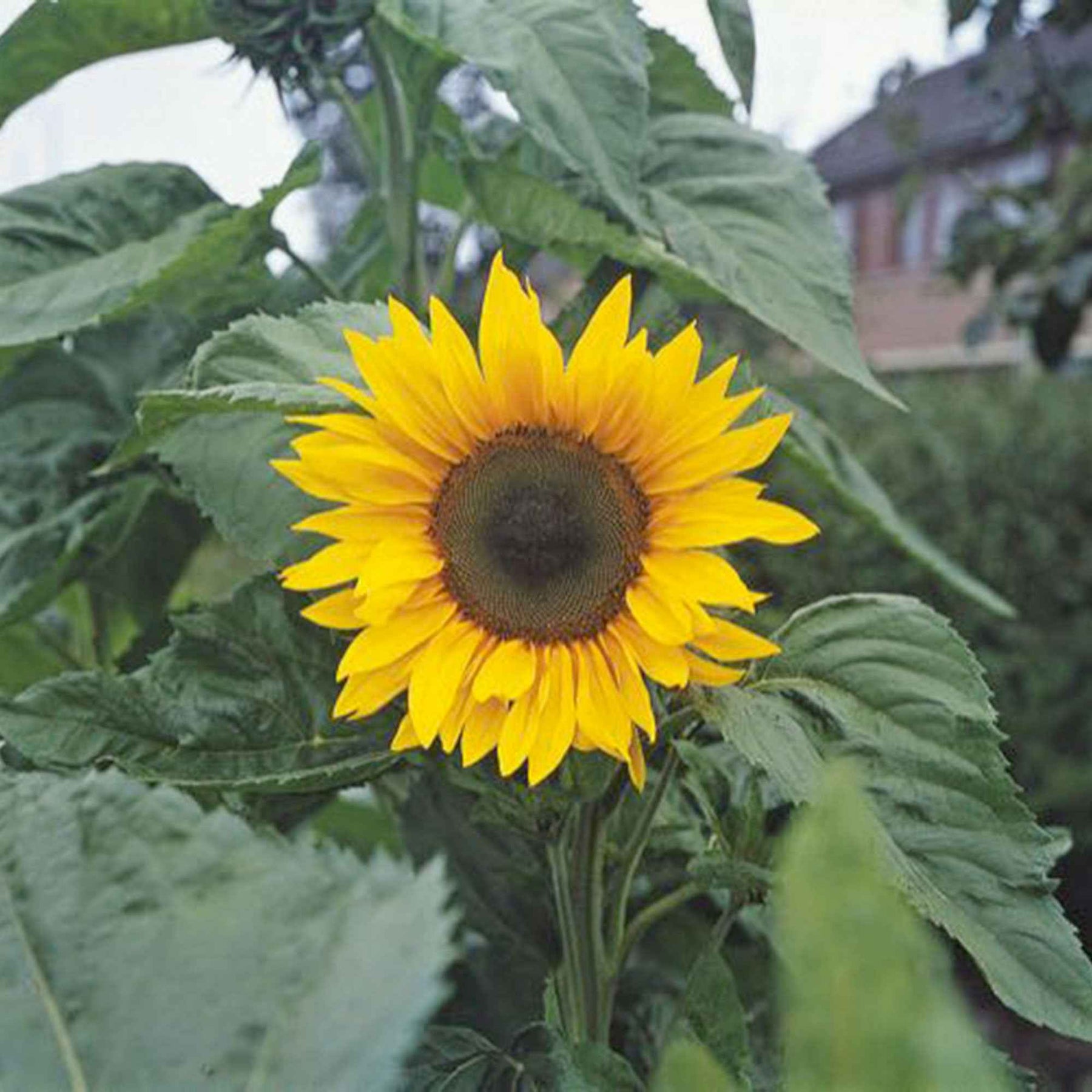 Helianthus annuus giganteus - Tournesol à fleur géante Bio - Graines de fleurs