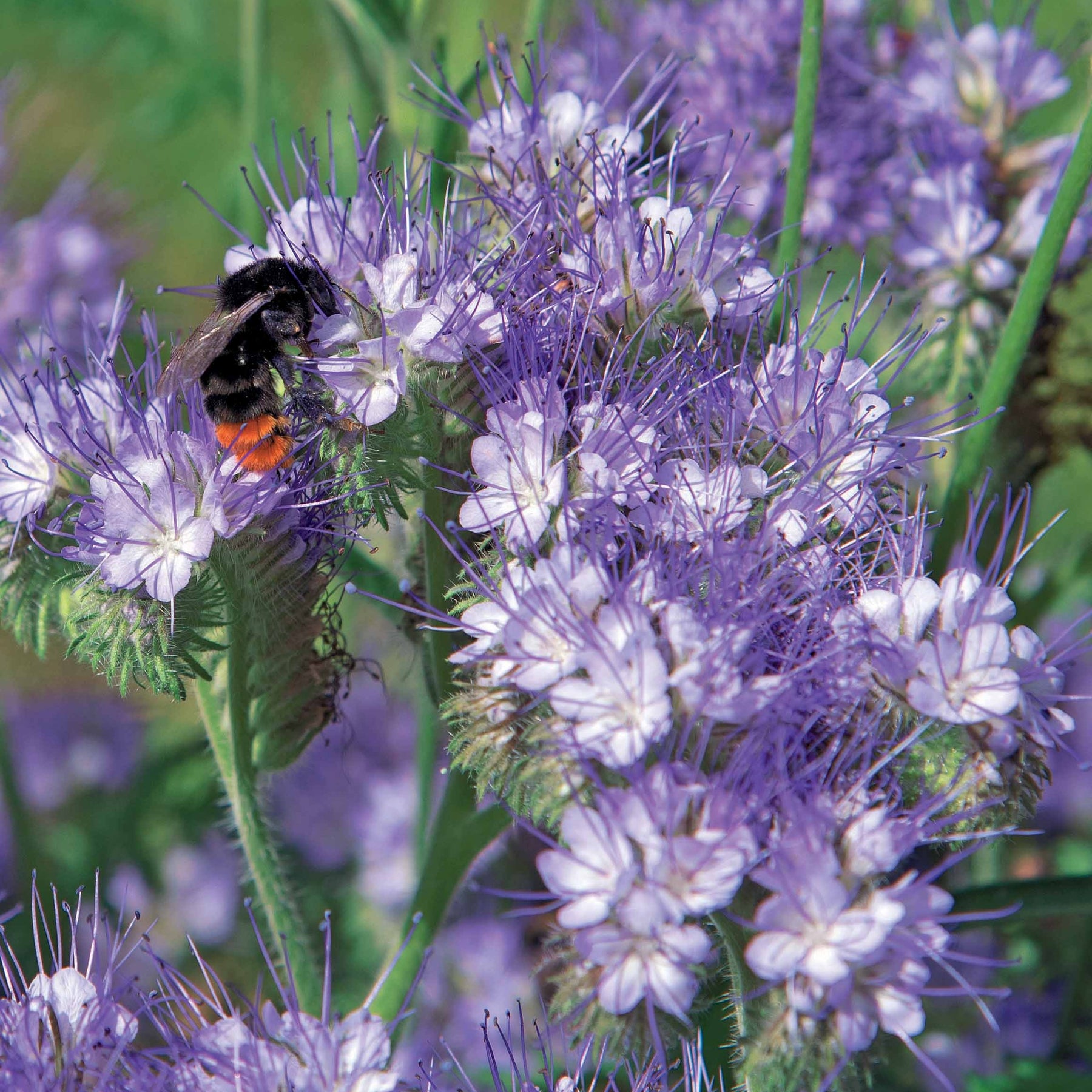 Phacélie - Phacelia tanacetifolia - Willemse
