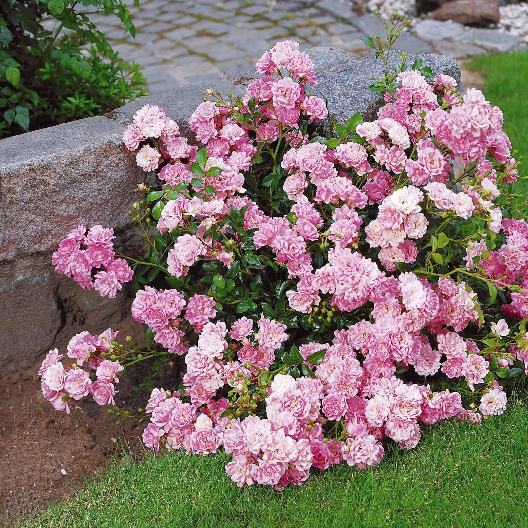 Vente Rosier à massif The Fairy - Rosa polyantha 'The Fairy'