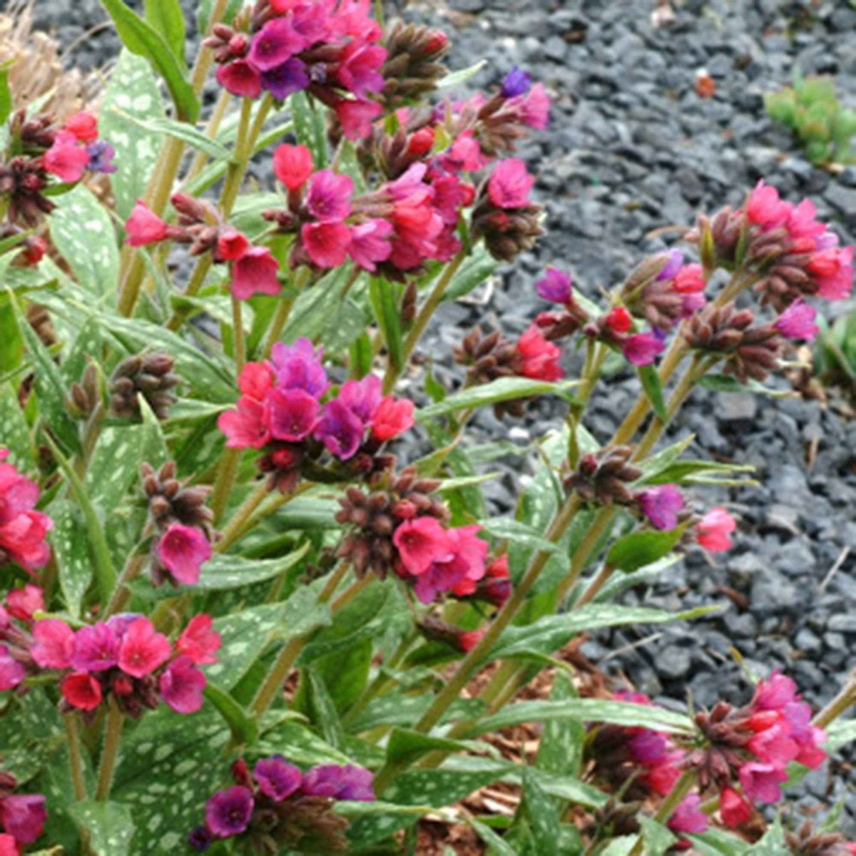 Pulmonaire Raspberry Splash - Pulmonaria raspberry splash - Willemse