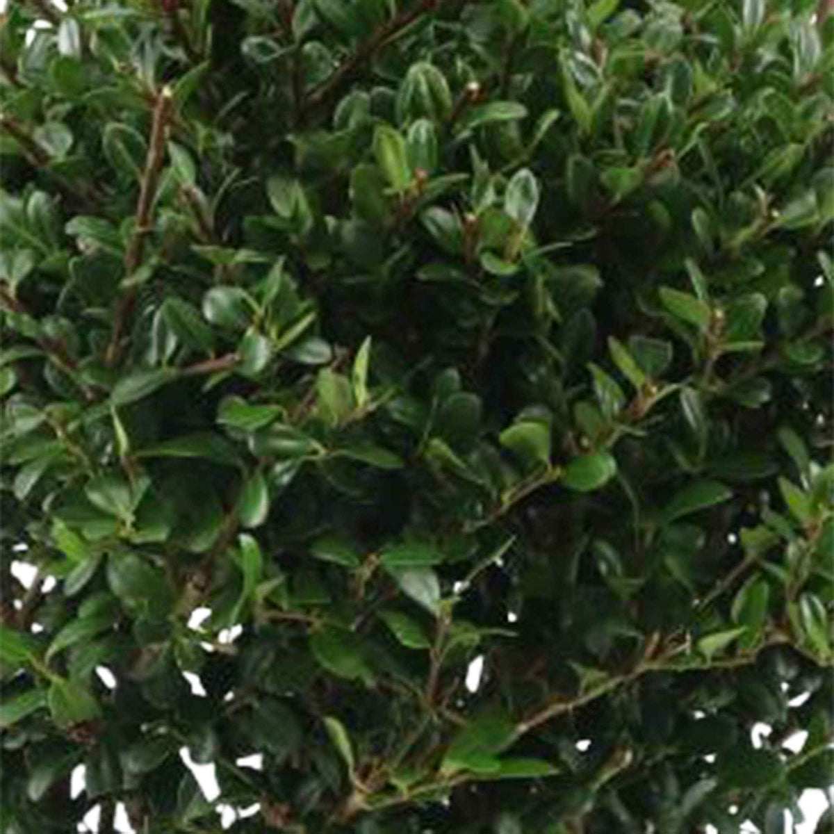 Houx crénelé boule Dark Green® - Ilex crenata dark green - Willemse