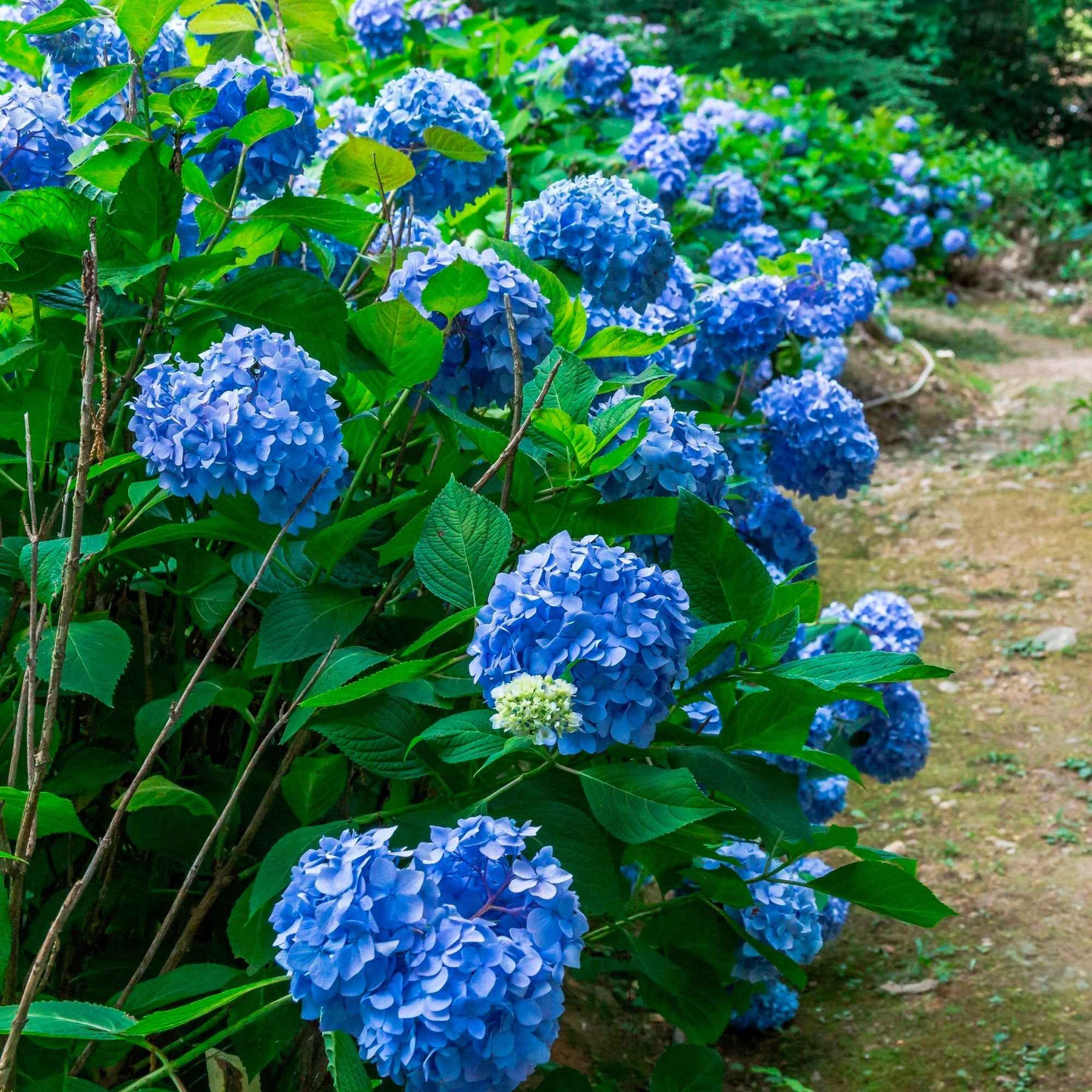 Hortensia bleu - Hortensia à grandes feuilles - Willemse