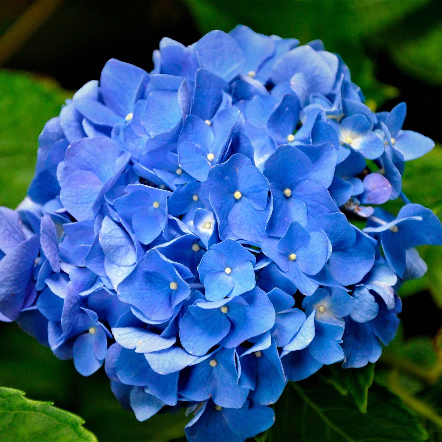 Vente Hortensia bleu