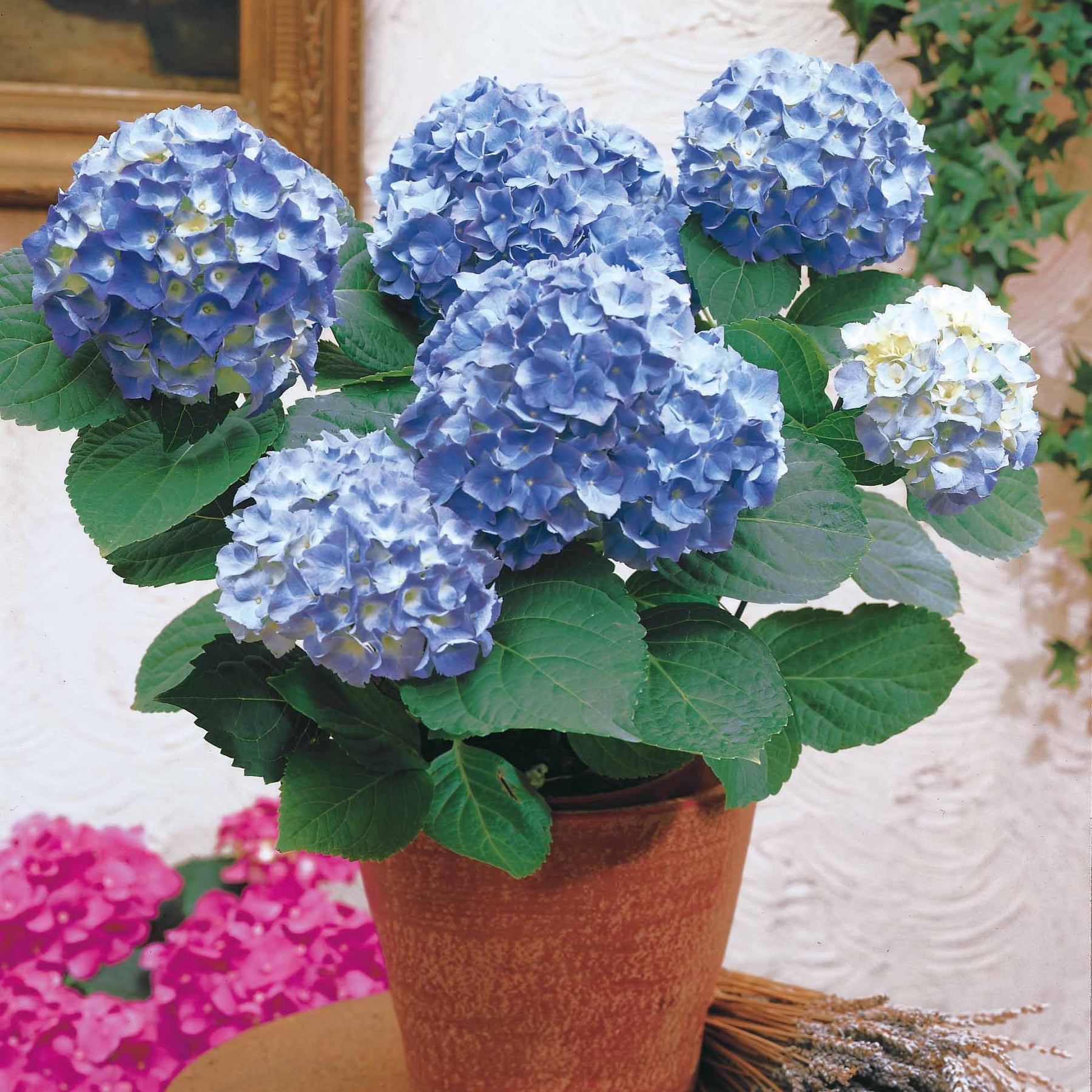 Vente Hortensia bleu - Hydrangea macrophylla