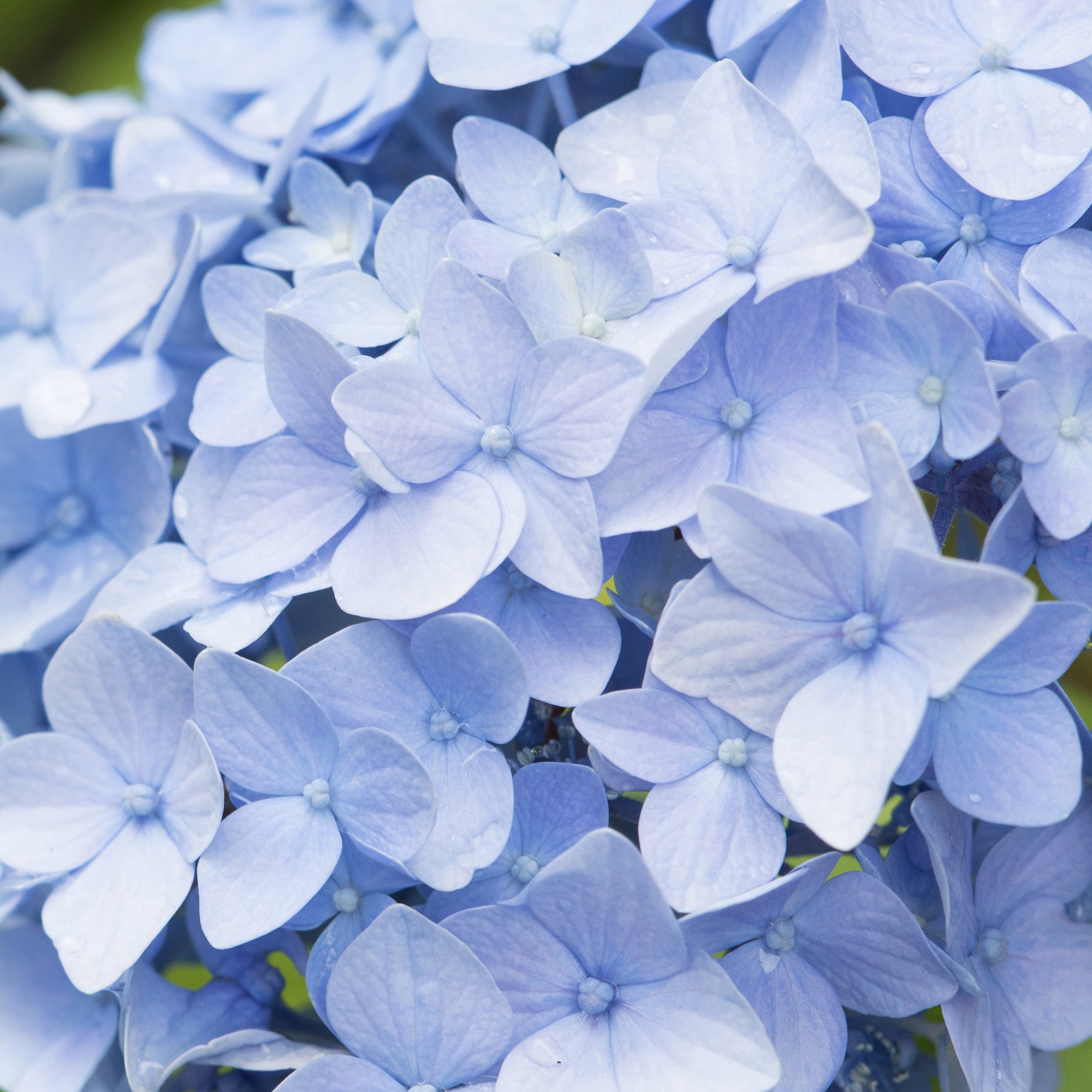 Hydrangea macrophylla - Hortensia bleu - Hortensia à grandes feuilles