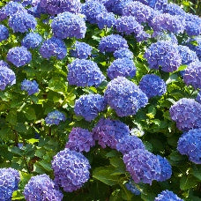 Hortensia à grandes feuilles - Hortensia bleu - Hydrangea macrophylla