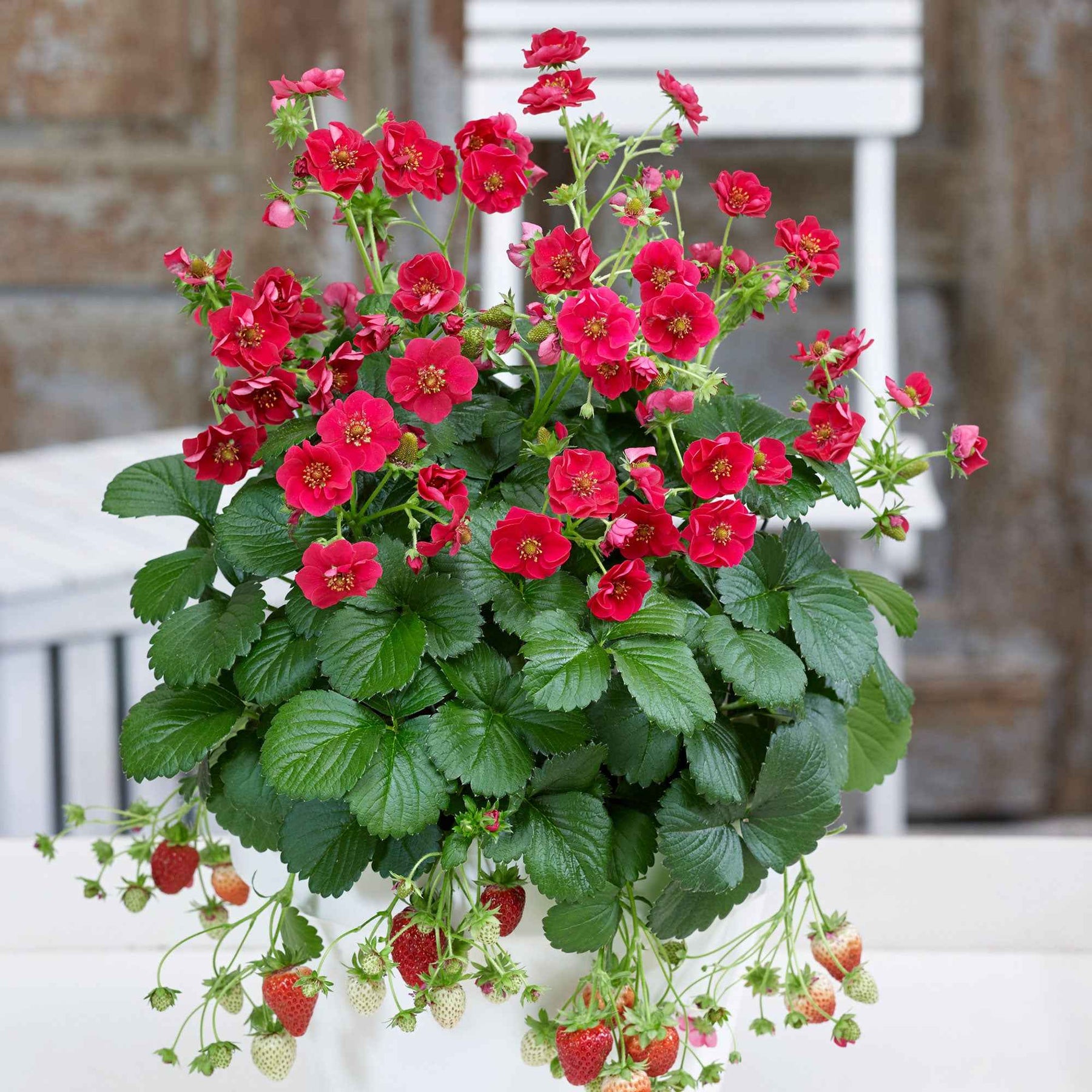 Fragaria summer breeze® rose - 3 Fraisiers Summer Breeze - Fraisiers