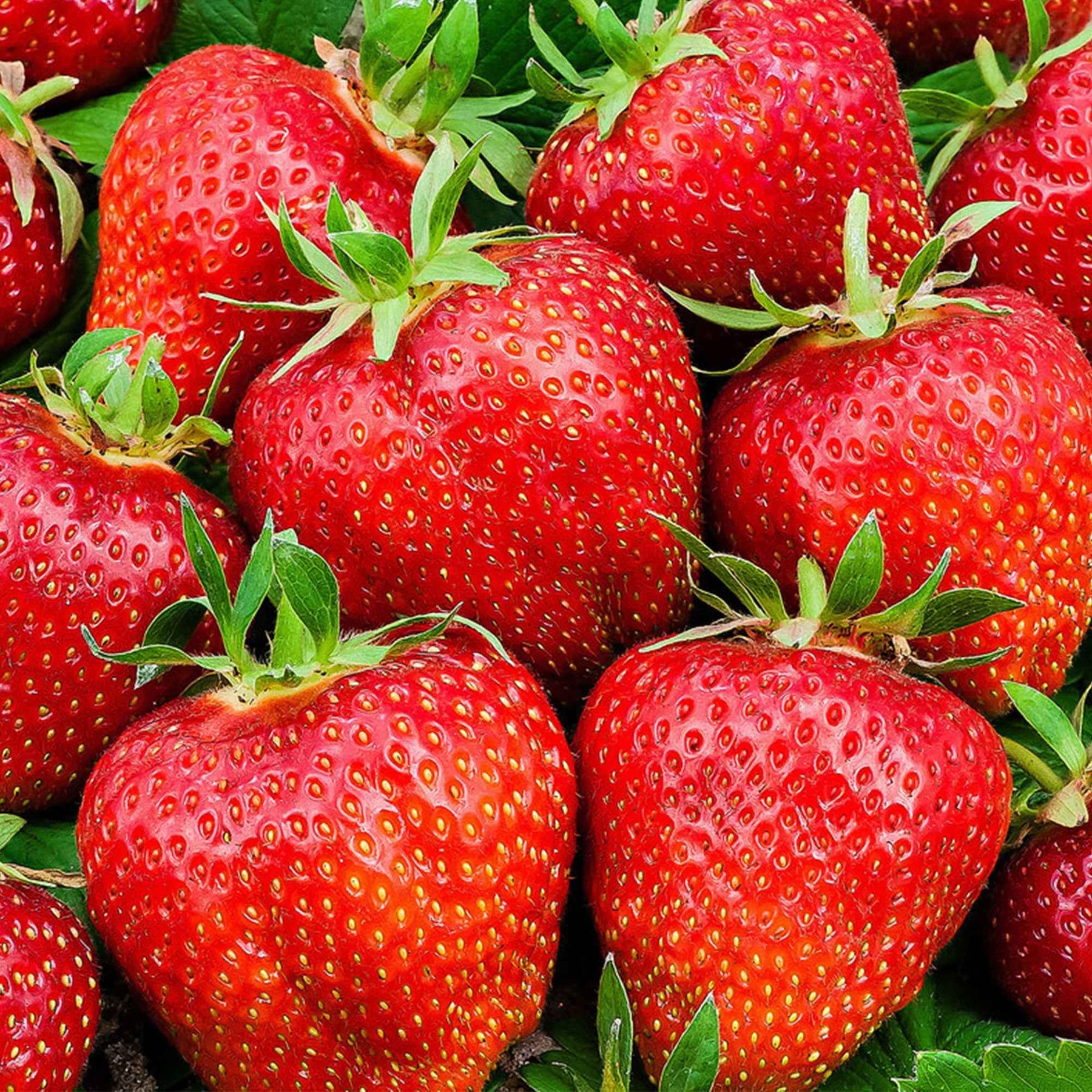 Fraisiers - 3 Fraisiers Summer Breeze - Fragaria summer breeze® rose