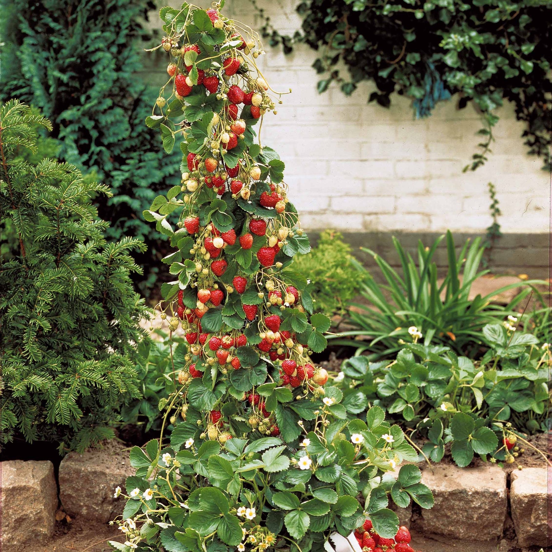 Fragaria x ananassa Mount Everest - Fraisier grimpant et remontants Mount Everest - Fraisiers