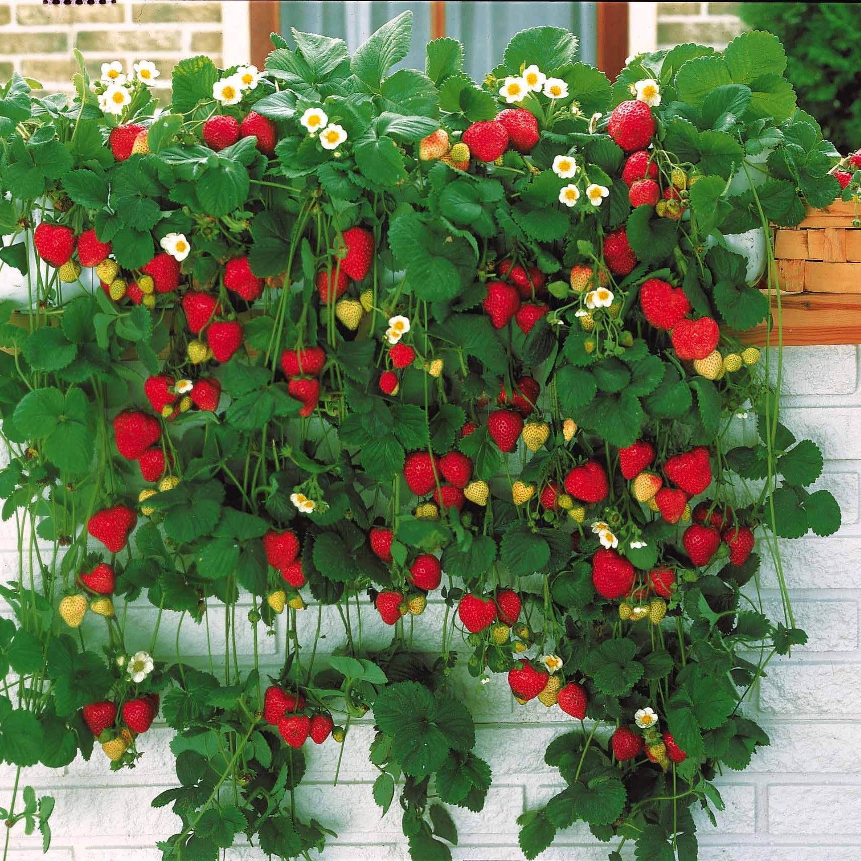 Fraisiers - Fraisier grimpant et remontants Mount Everest - Fragaria x ananassa Mount Everest