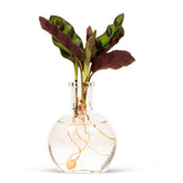 Calathea Insignis et son vase - Willemse
