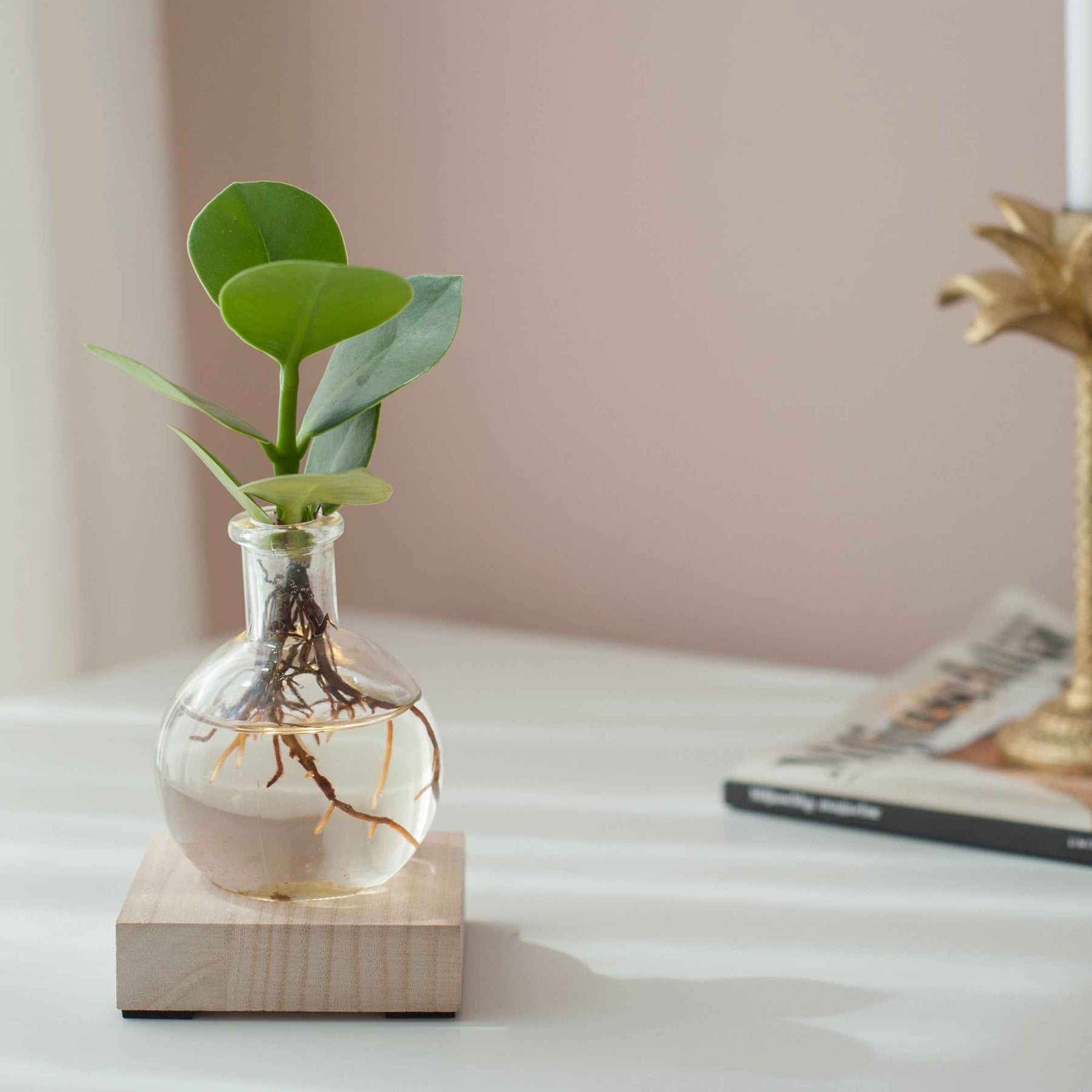 - Clusia Samoa et son vase avec LED - Clusia samoa