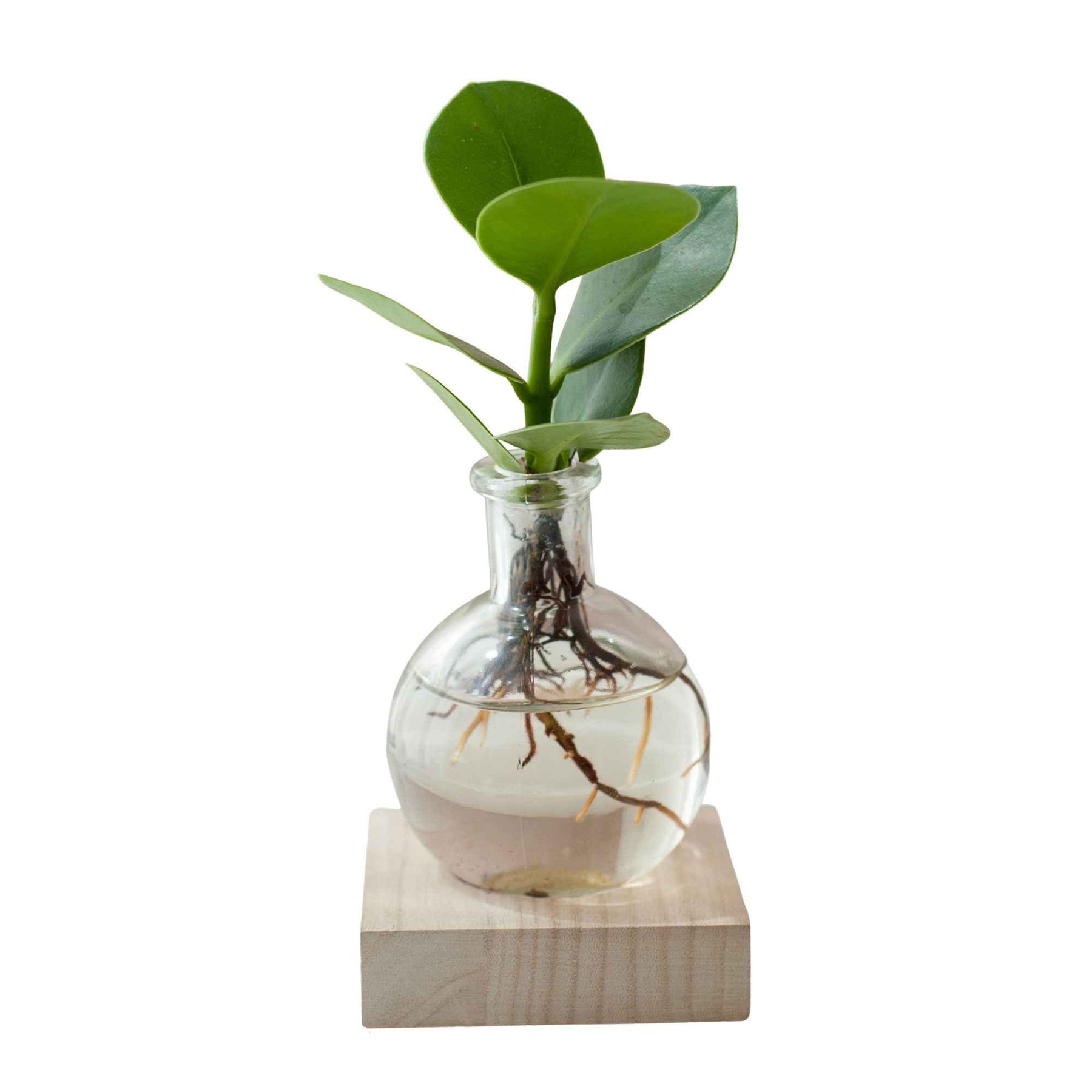 Vente Clusia Samoa et son vase avec LED - Clusia samoa