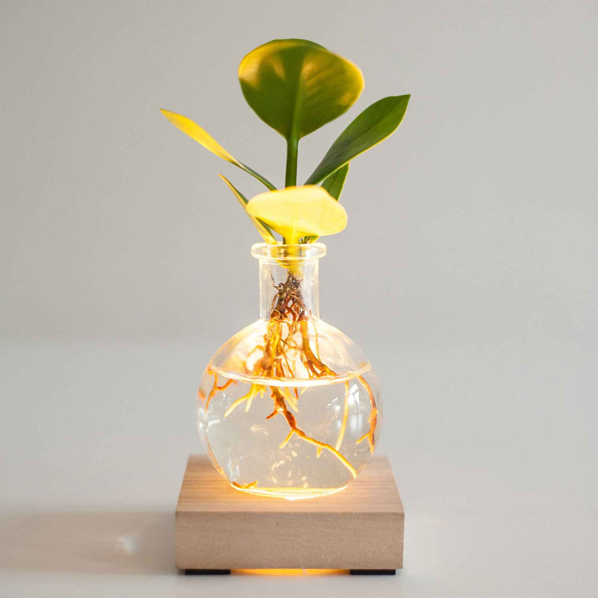 Clusia Samoa et son vase avec LED - Clusia samoa - Willemse