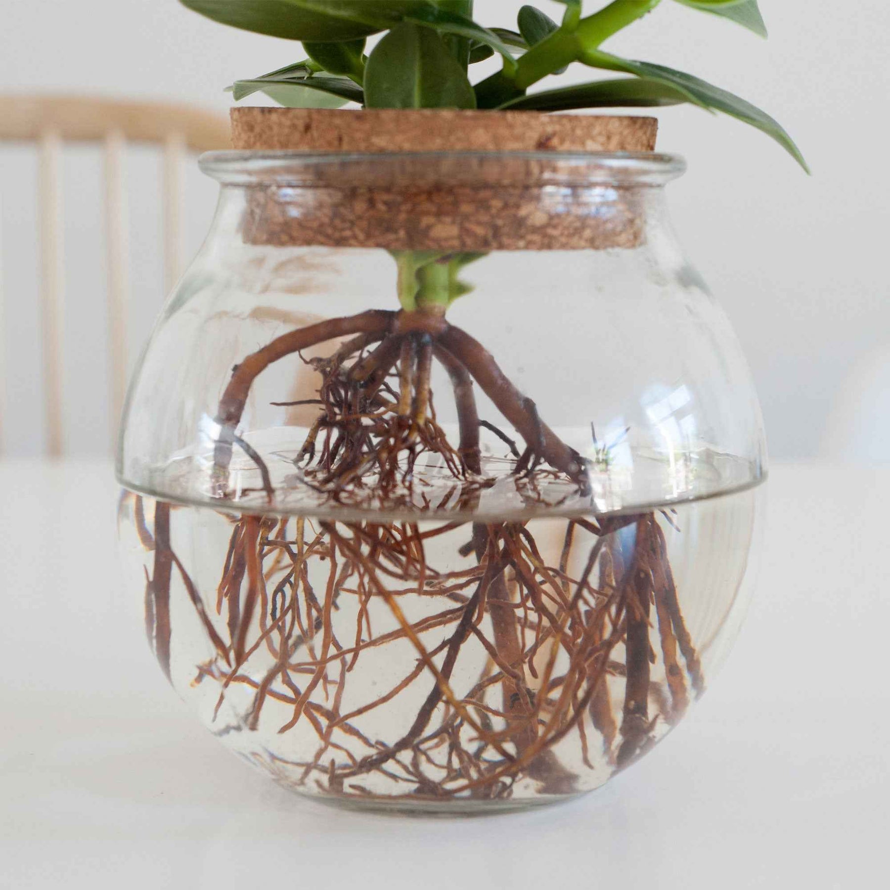 Clusia Met et son Ampoule vase - Willemse