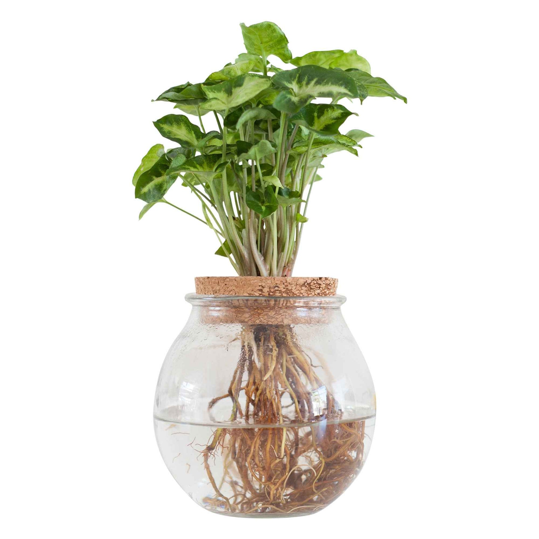 - Syngonium et son ampoule vase - Syngonium