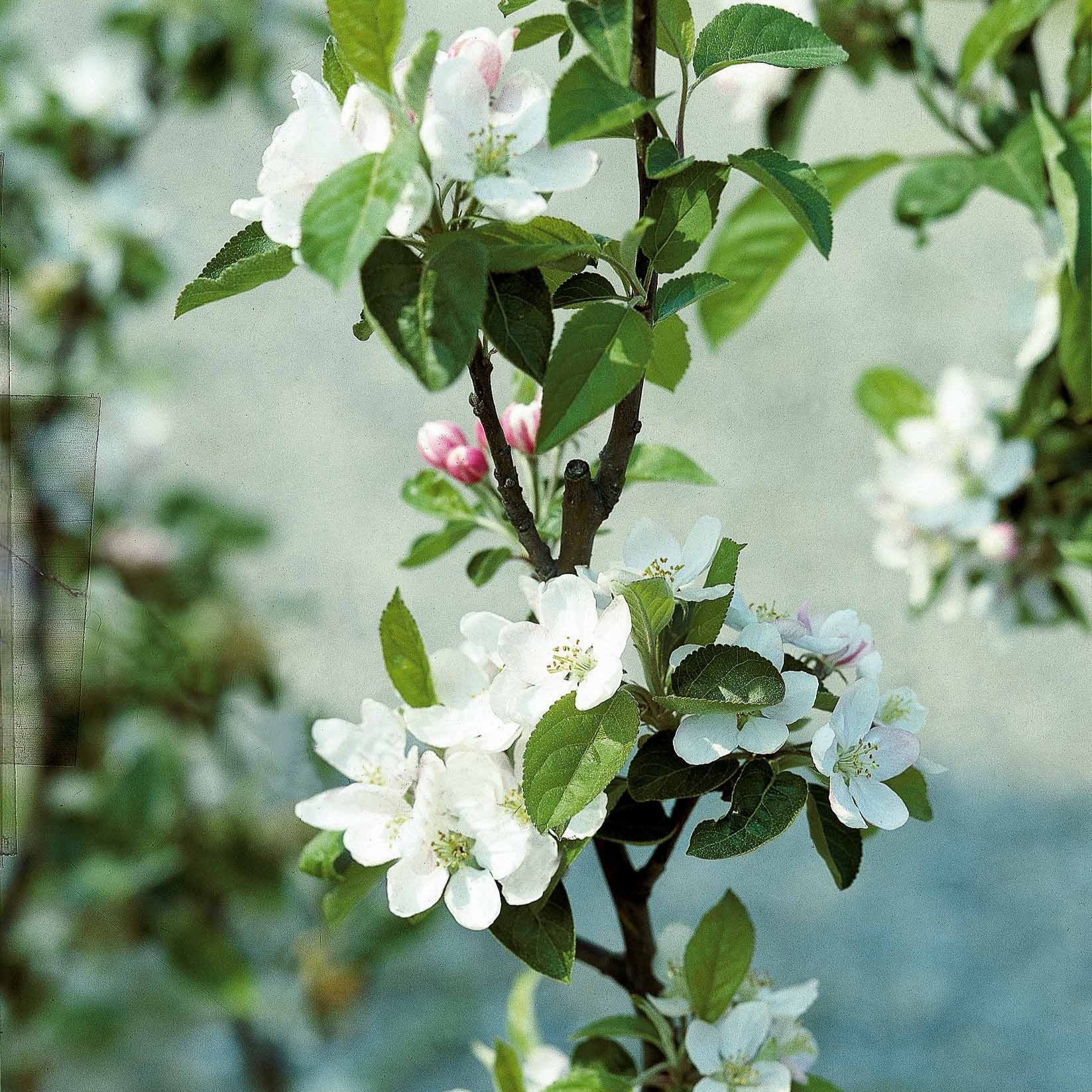 Vente Pommier Reine des Reinettes - Malus domestica Reine des Reinettes