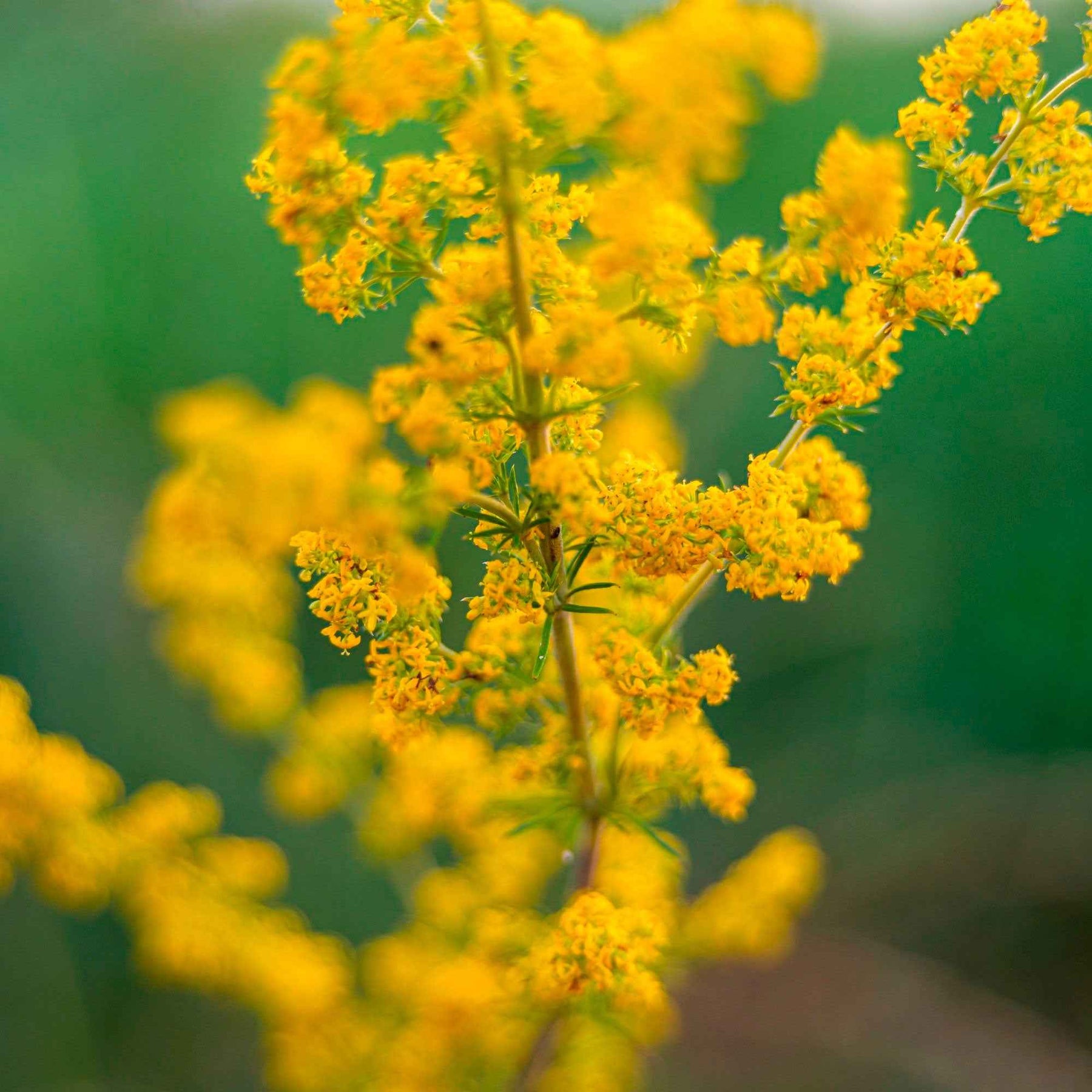 Caille-lait jaune - Gaillet vrai - Galium verum - Willemse