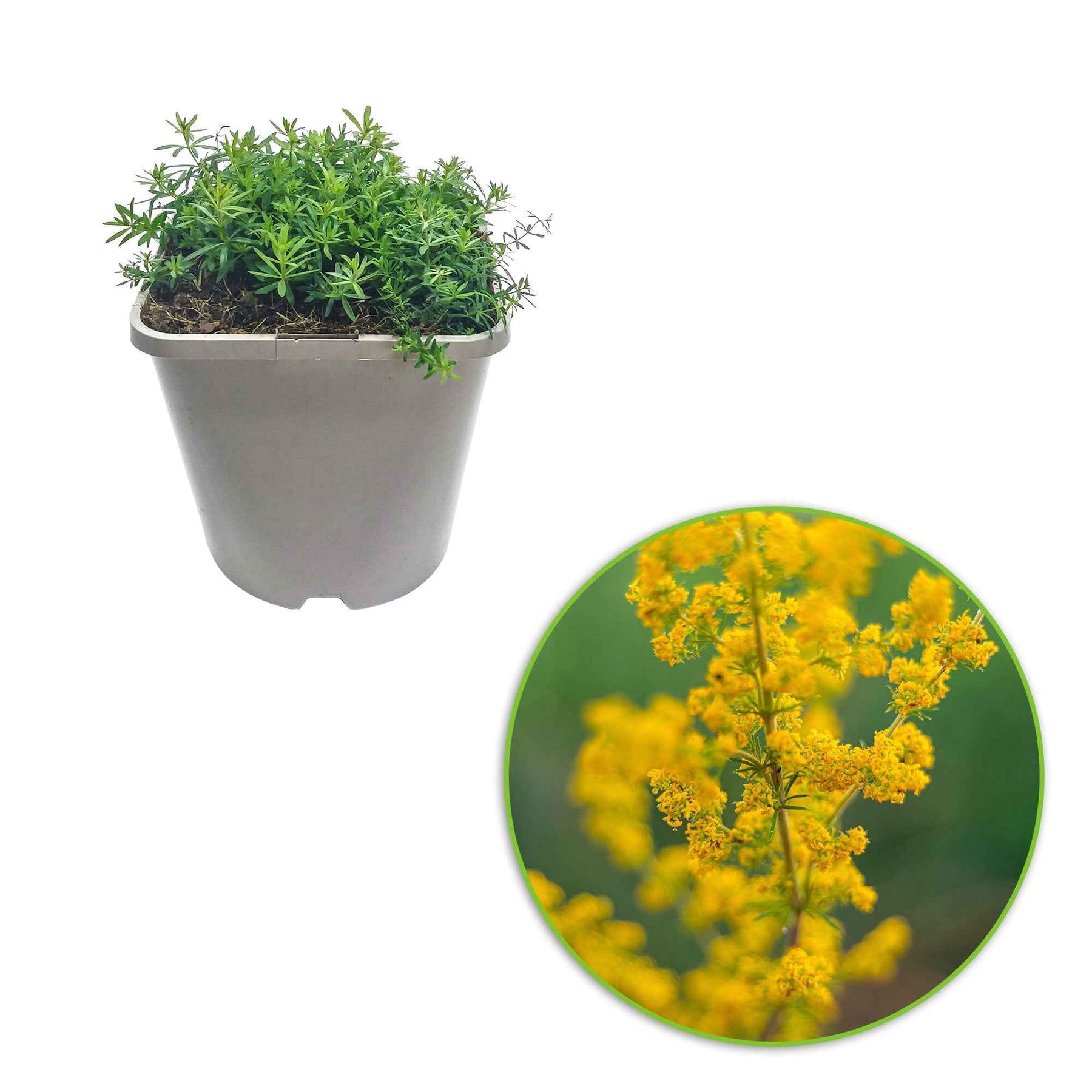 Galium verum - Caille-lait jaune - Gaillet vrai - Fleurs vivaces