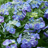 Hortensia Teller blue - Willemse