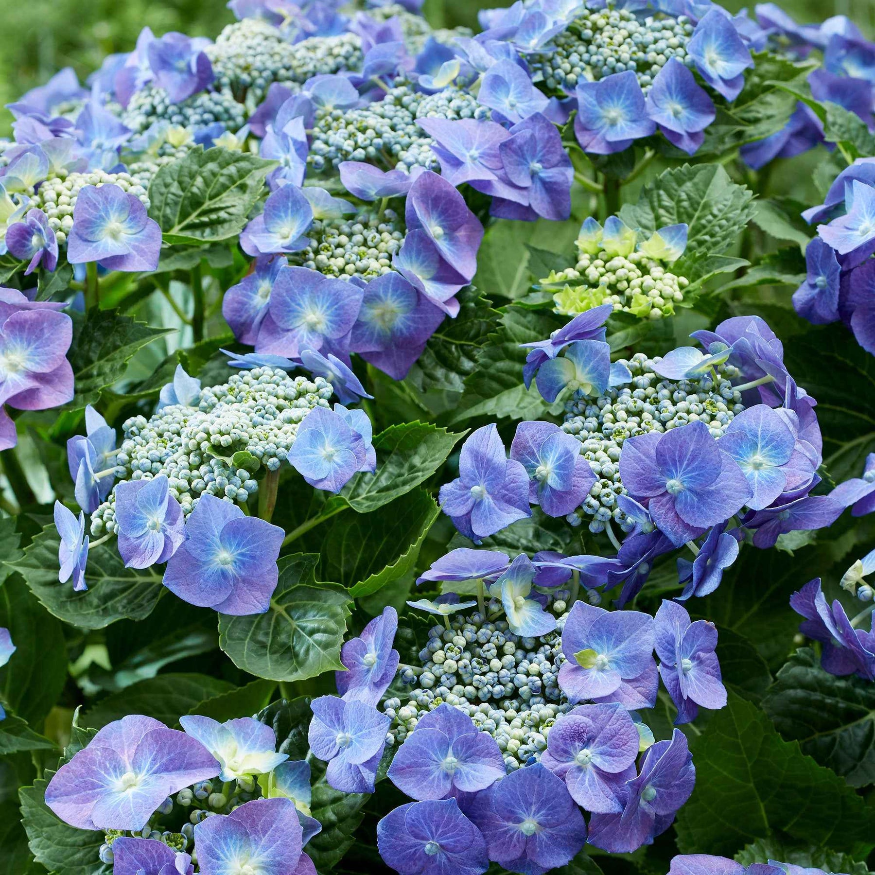 Hortensia Teller blue - Willemse