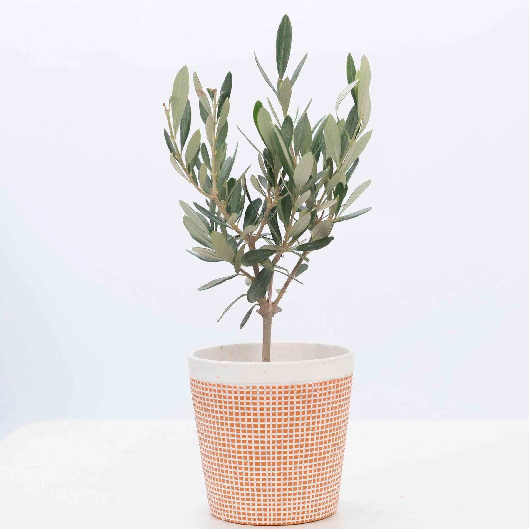 Olivier - Olea europaea - Olea europaea - Willemse