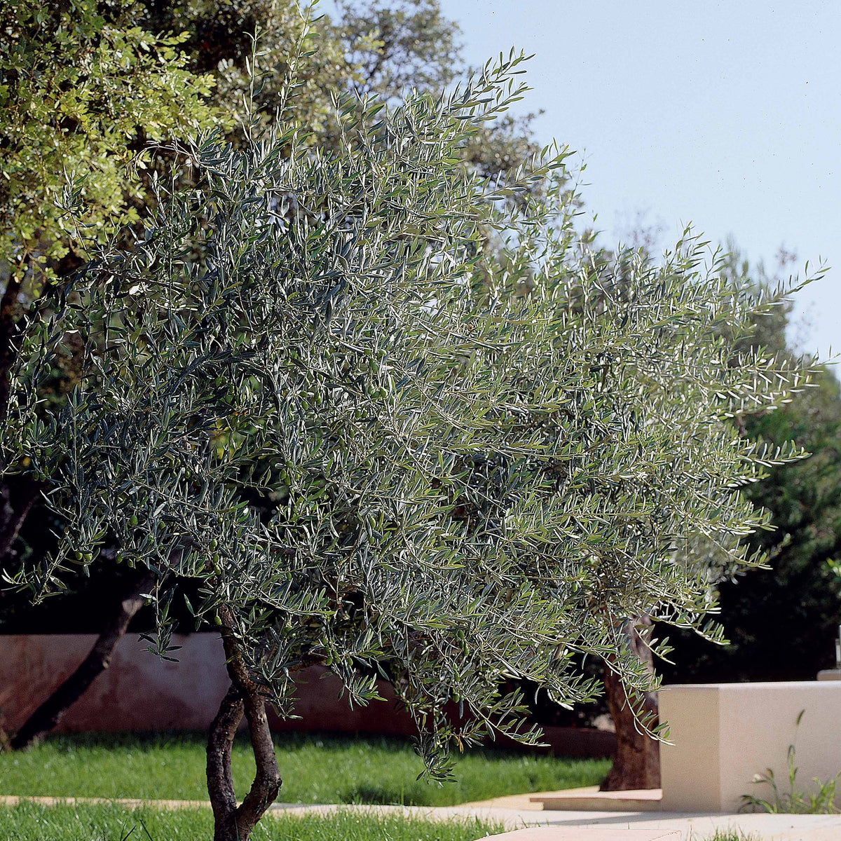 Olivier - Olea europaea - Willemse