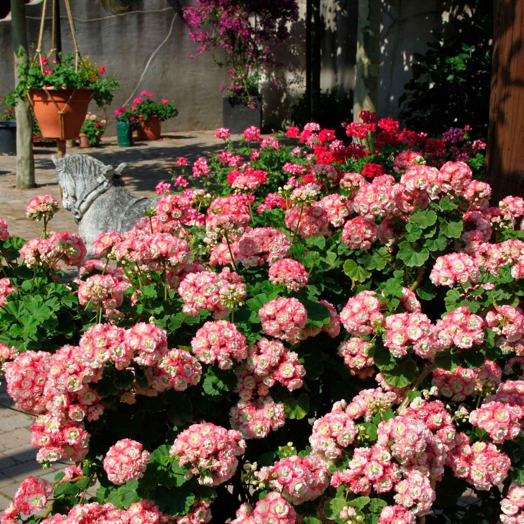 Pelargonium zonale apple blossom - 3 Géraniums rose abricot - Géranium de balcon