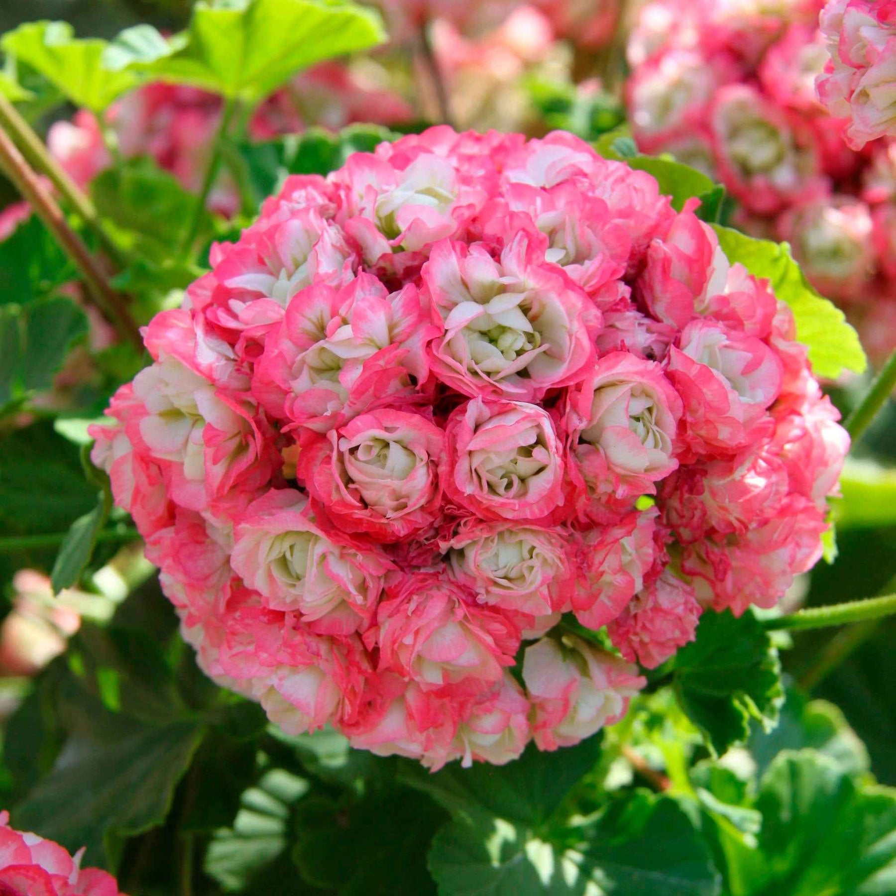 Géranium de balcon - 3 Géraniums rose abricot - Pelargonium zonale apple blossom
