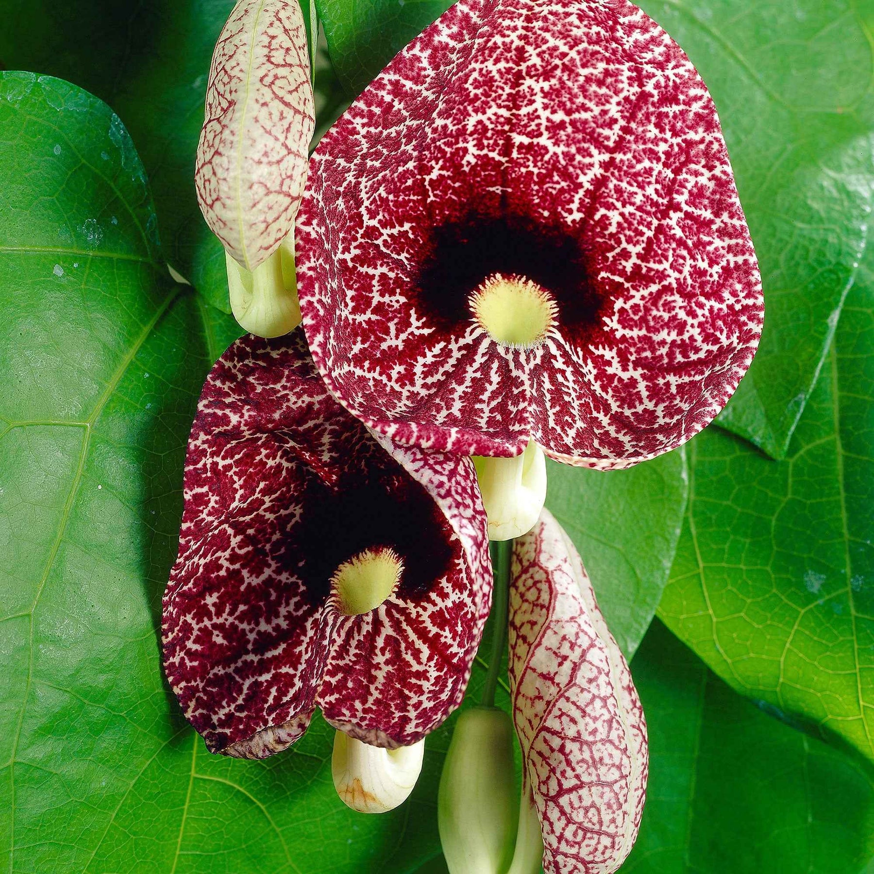 Aristolochia macrophylla - Aristoloche - Plantes grimpantes