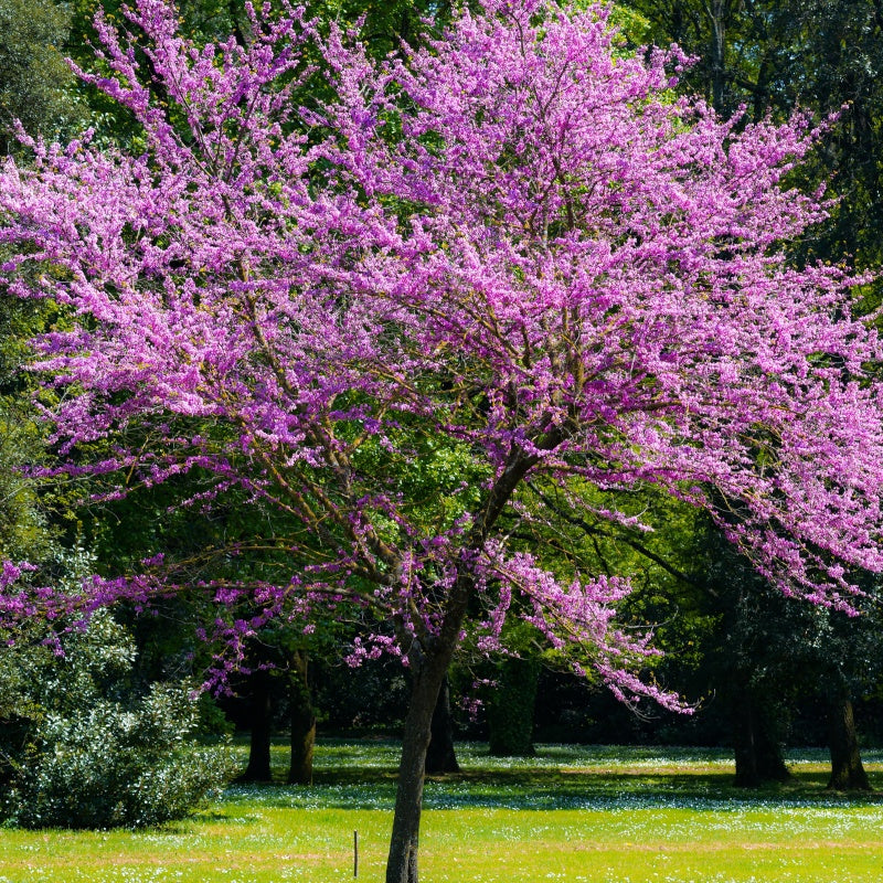 L'Arbre de Judée - Cercis siliquastrum