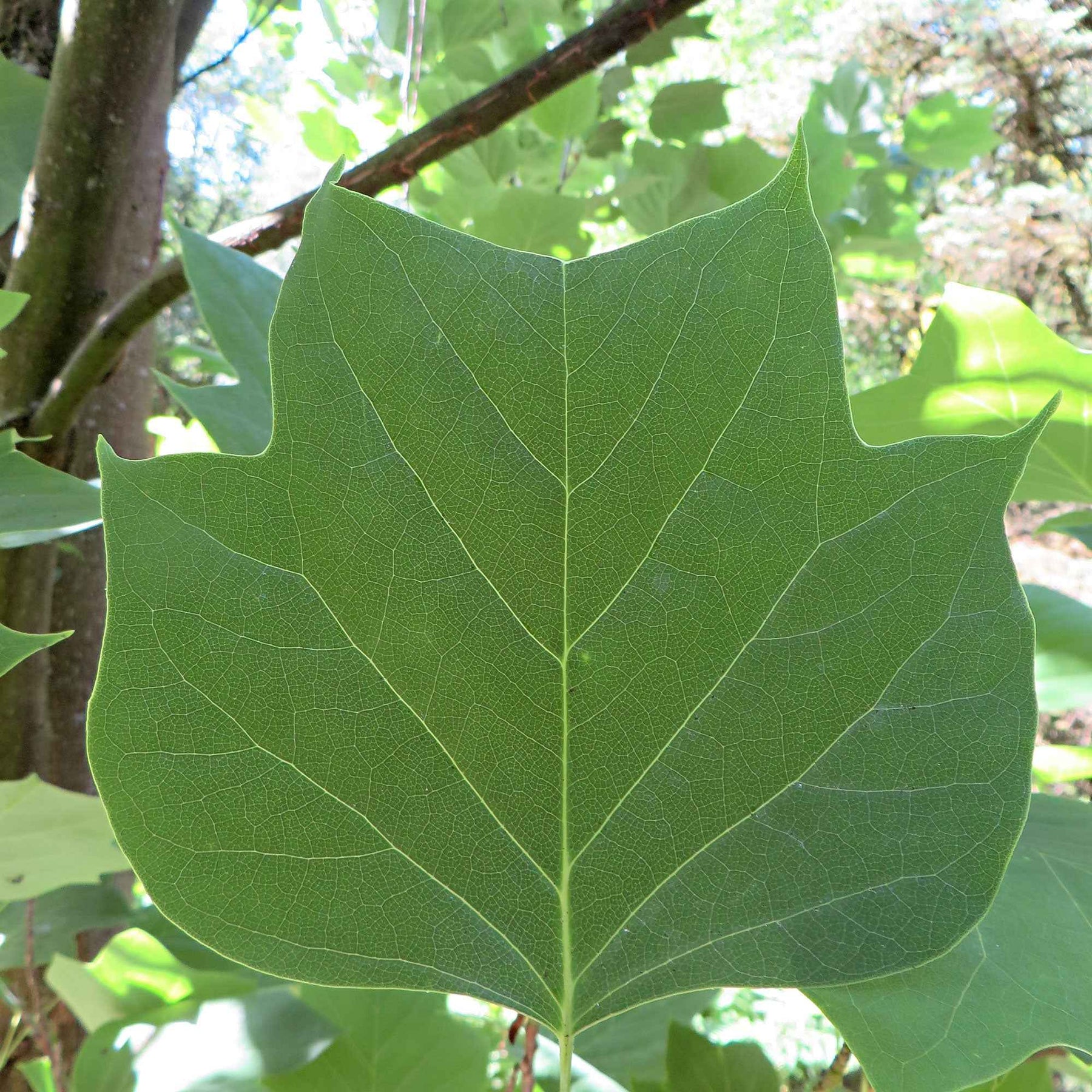 Liriodendron tulipifera danny - Tulipier de Virginie - Arbres à fleurs